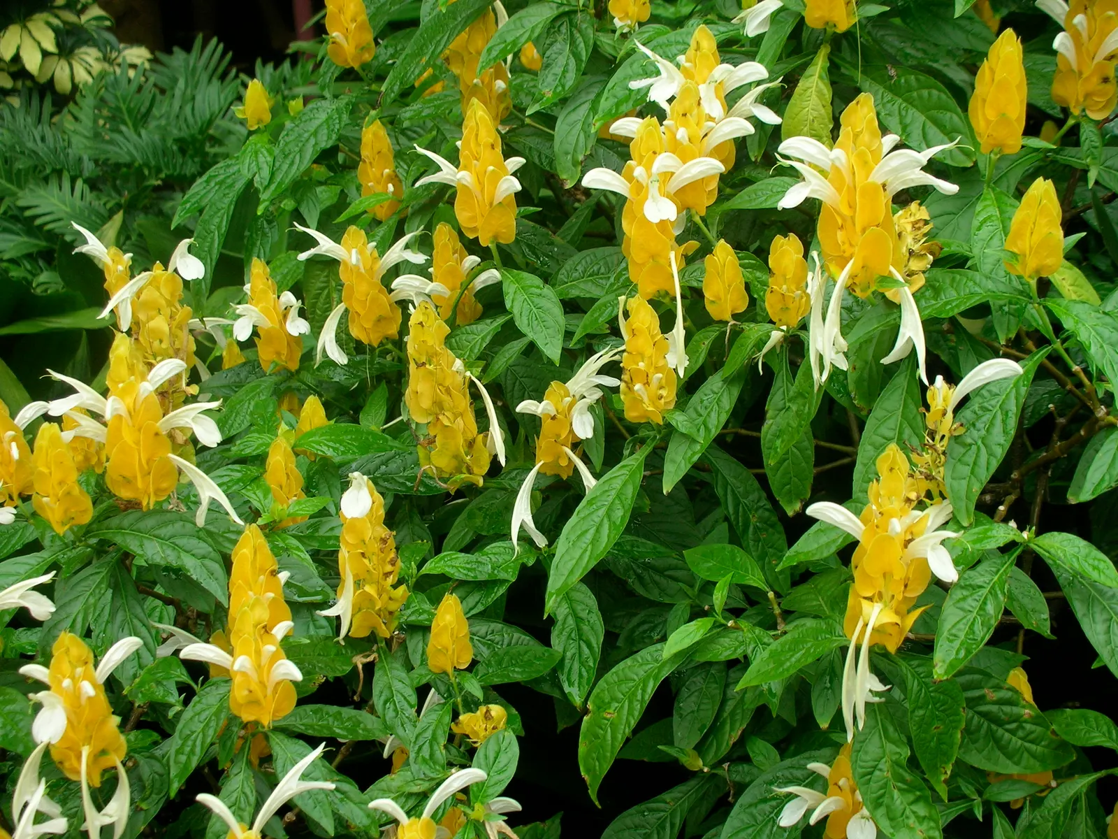 Golden Shrimp Plant (Pachystachys Lutea) — Although it is not cold-hardy and will require protection or indoor overwintering in colder regions, image 129