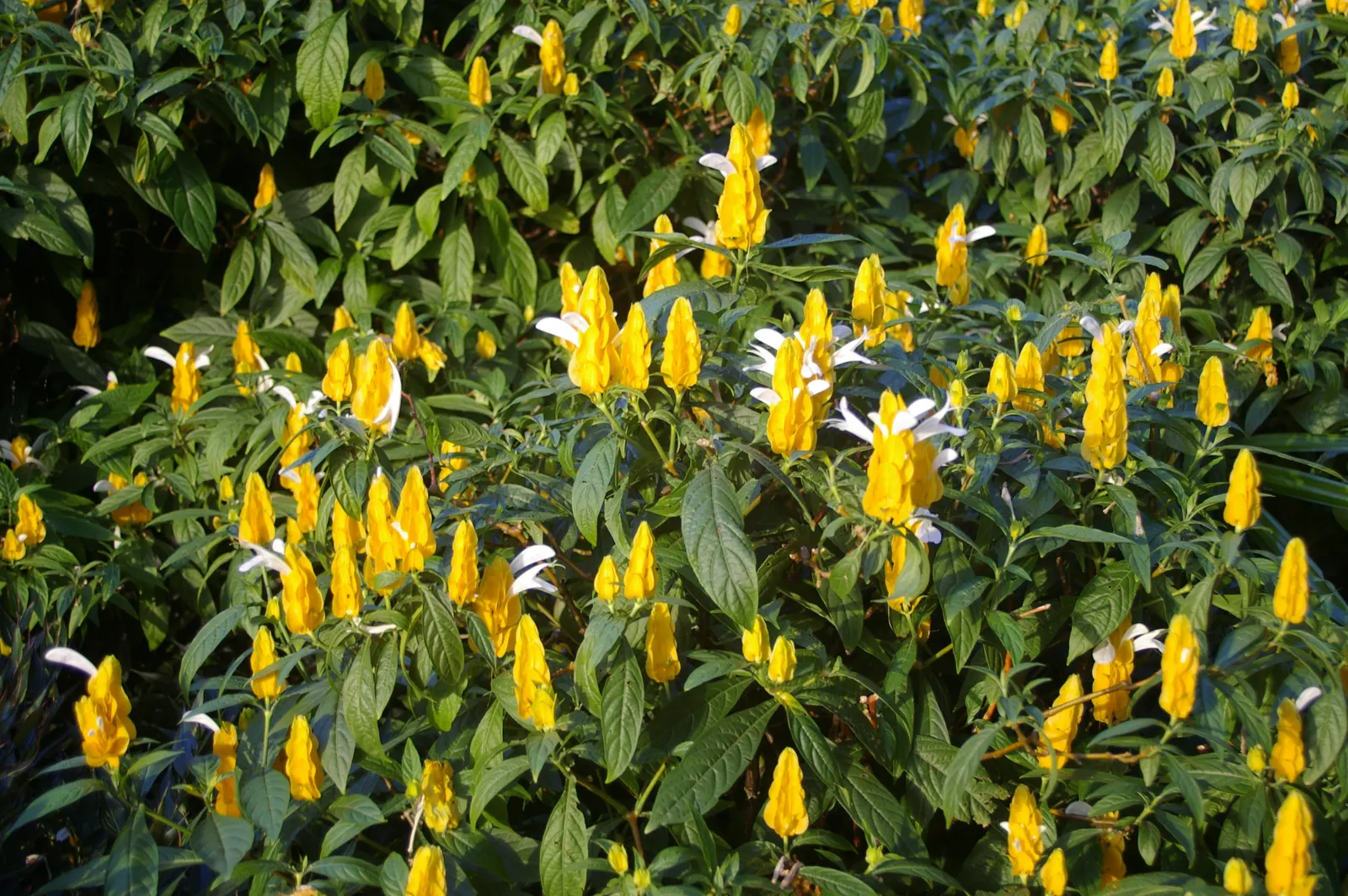 Golden Shrimp Plant (Pachystachys Lutea) — this striking plant typically reaches a mature height of 3 to 4 feet with a spread of 2 to 3 feet; its upright