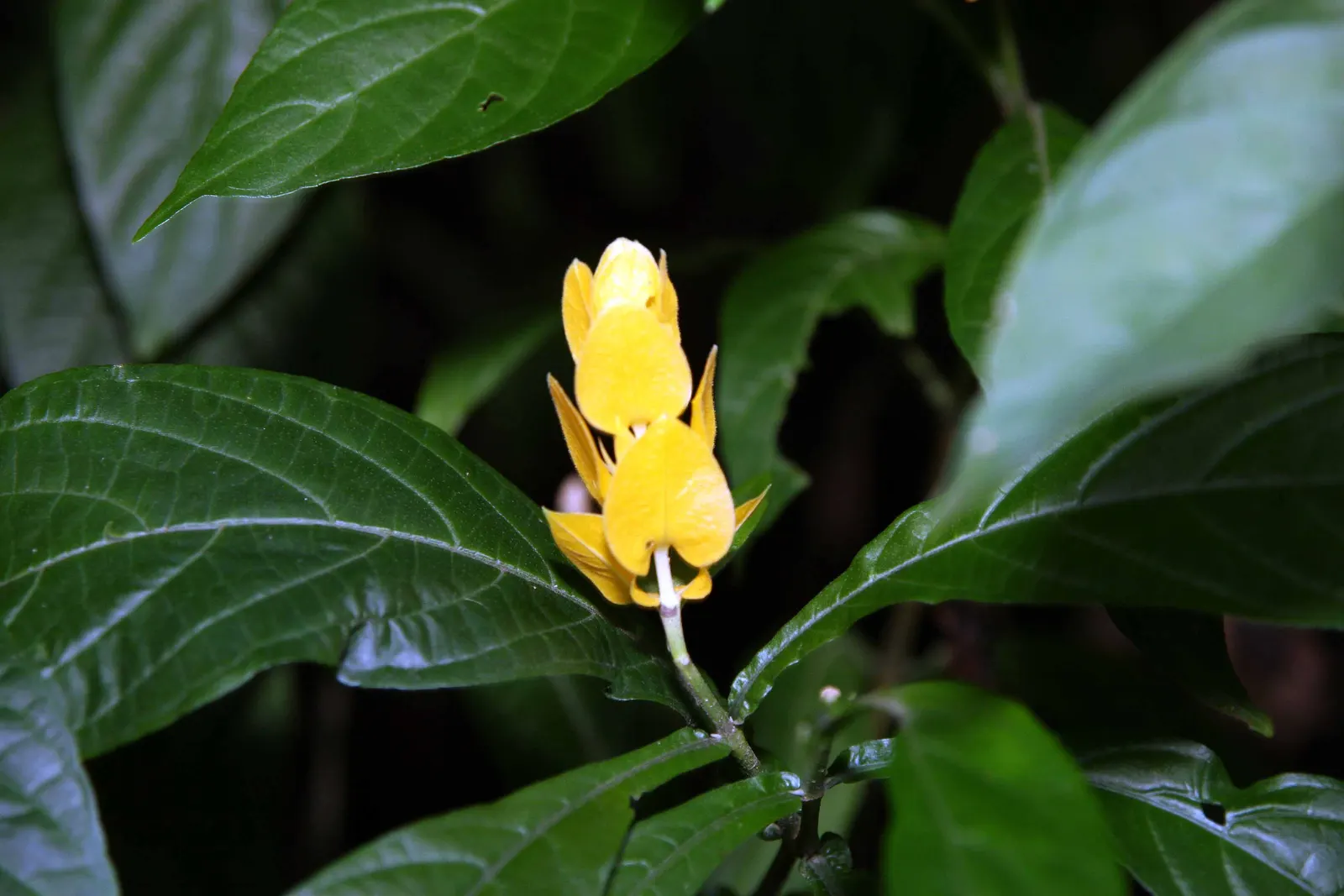 Golden Shrimp Plant (Pachystachys Lutea) — preferring partial shade but can tolerate full sun in cooler climates.<br><br>For optimal growth; shrub, image 104