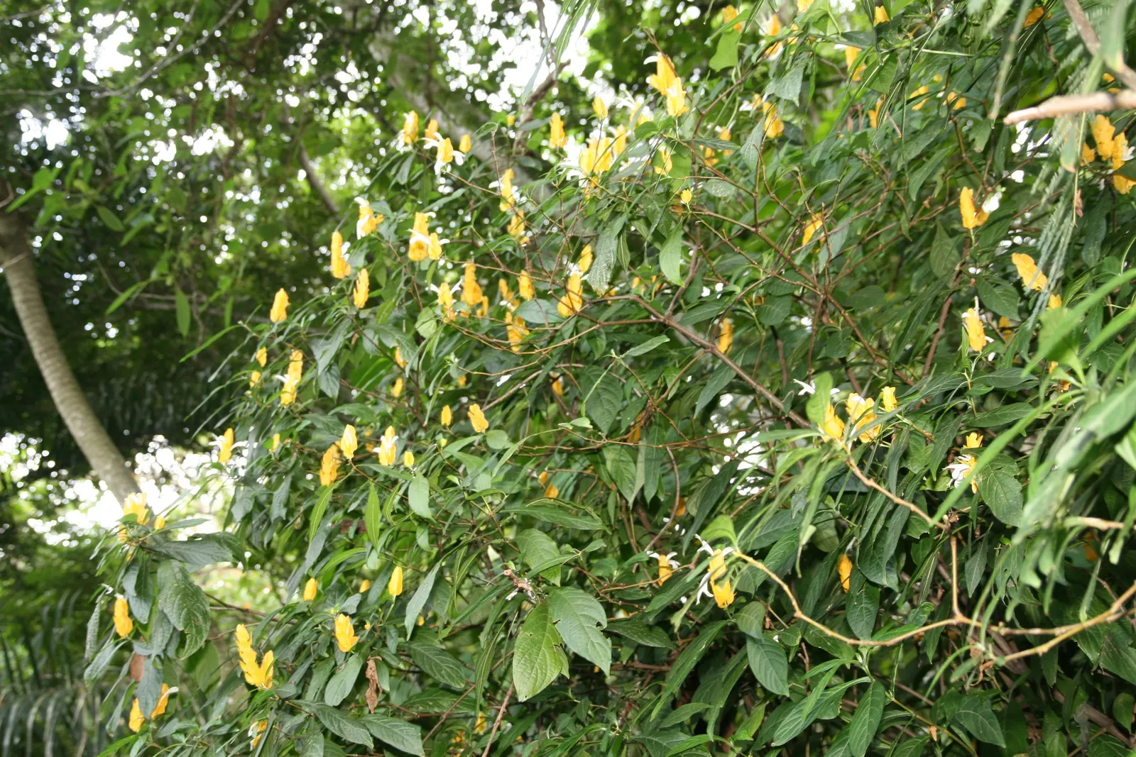 Golden Shrimp Plant (Pachystachys Lutea) — Within these bracts, small white flowers emerge, offering a delightful contrast; native to the warm, image 80