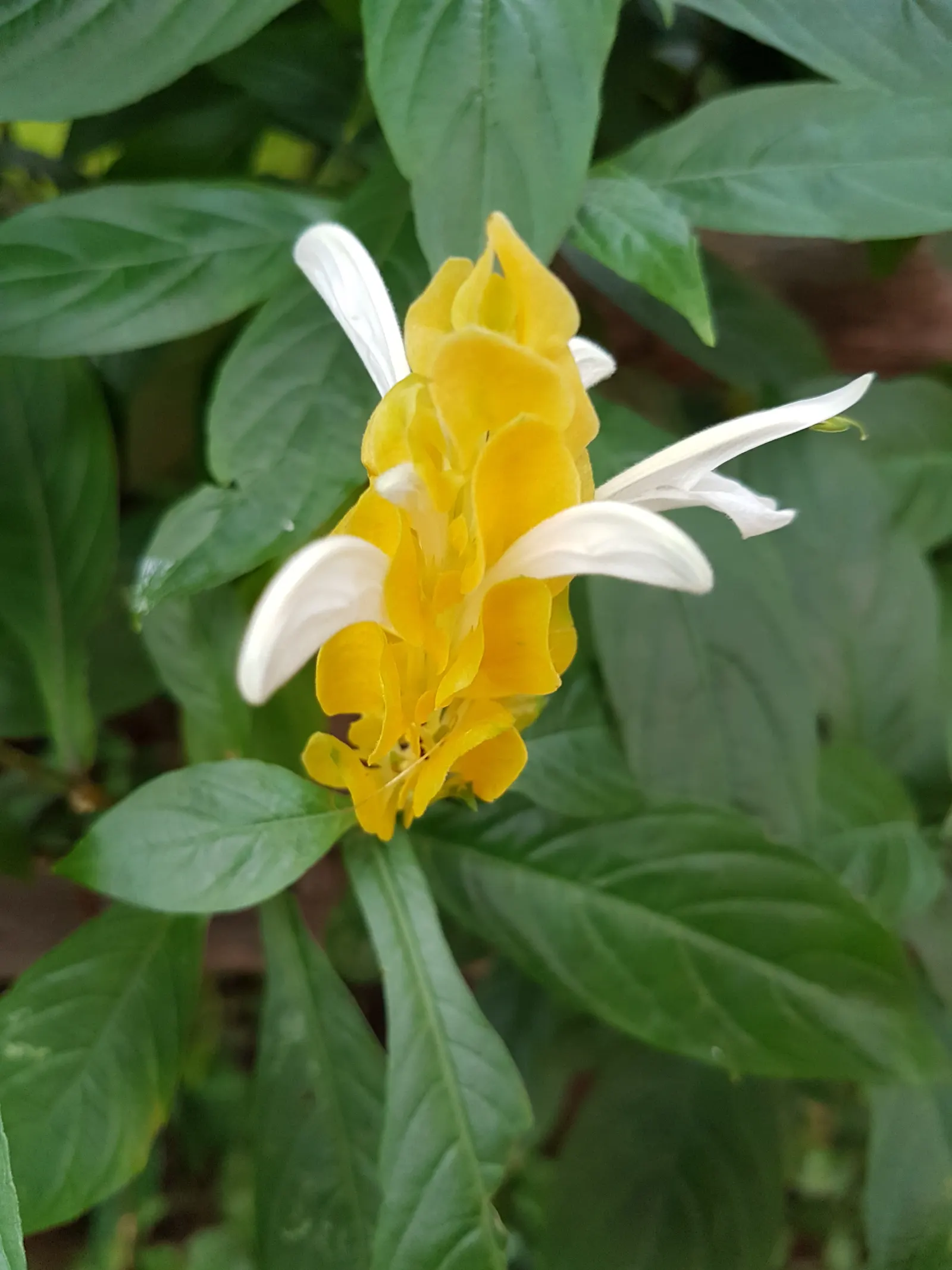 Golden Shrimp Plant (Pachystachys Lutea) — the plant presents showy flower spikes adorned with bright golden-yellow bracts; the Golden Shrimp Plant, image 56