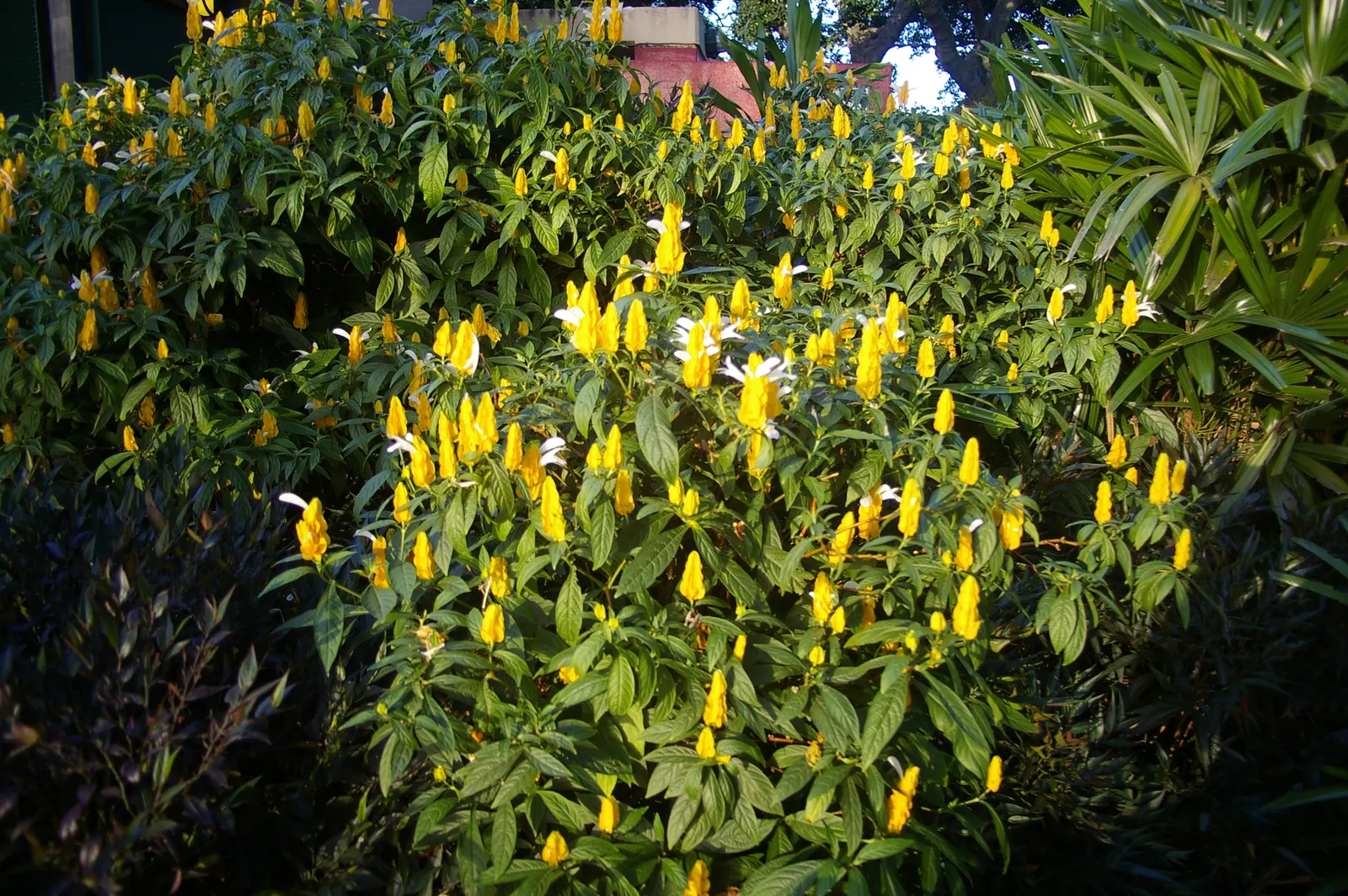 Golden Shrimp Plant (Pachystachys Lutea) — yellow flowers in the garden; scientifically known as Pachystachys lutea, image 130