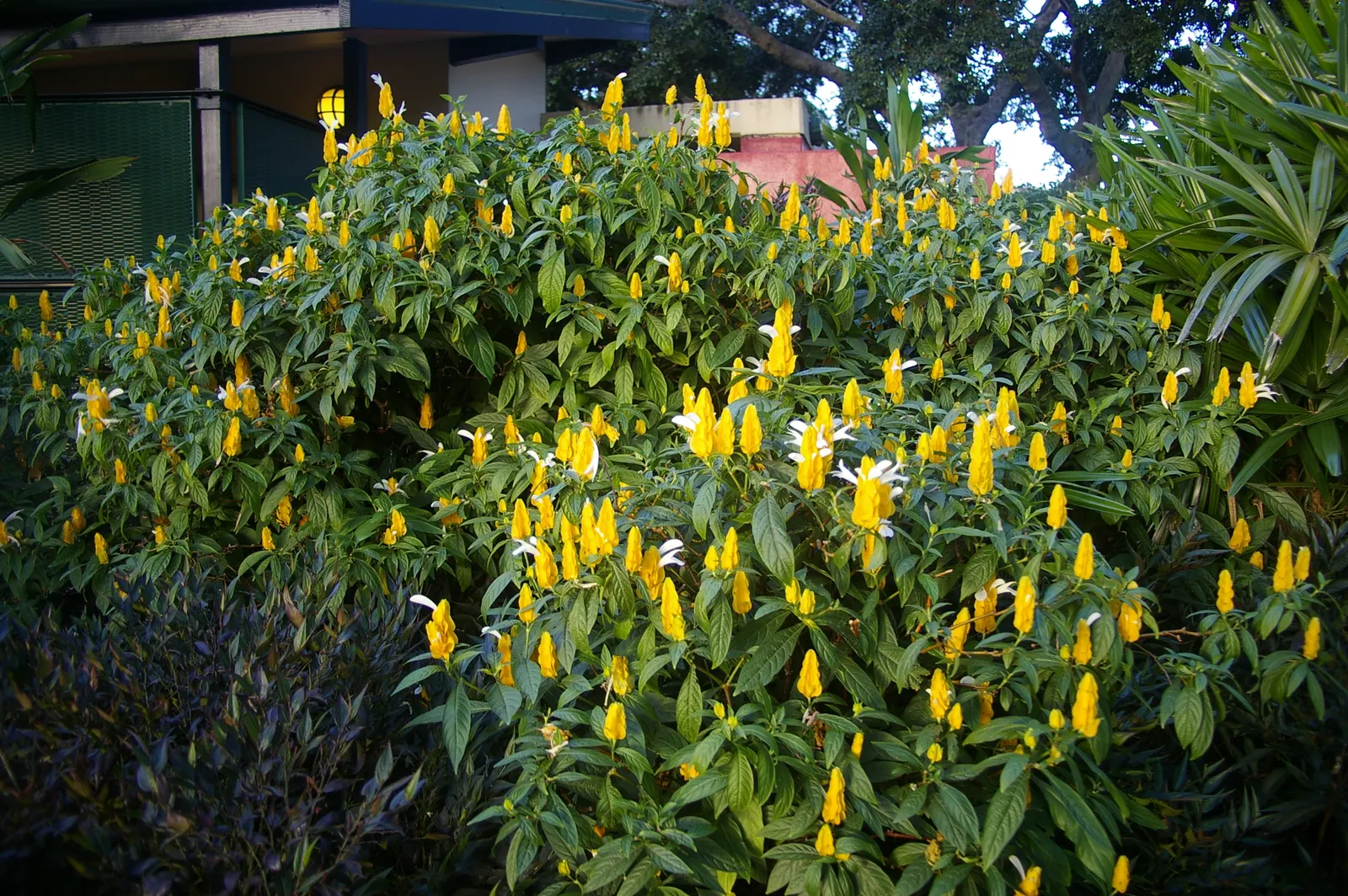 Golden Shrimp Plant (Pachystachys Lutea) — is a vibrant tropical perennial showcasing showy yellow bracts with white flowers; ideal for borders or, image 67