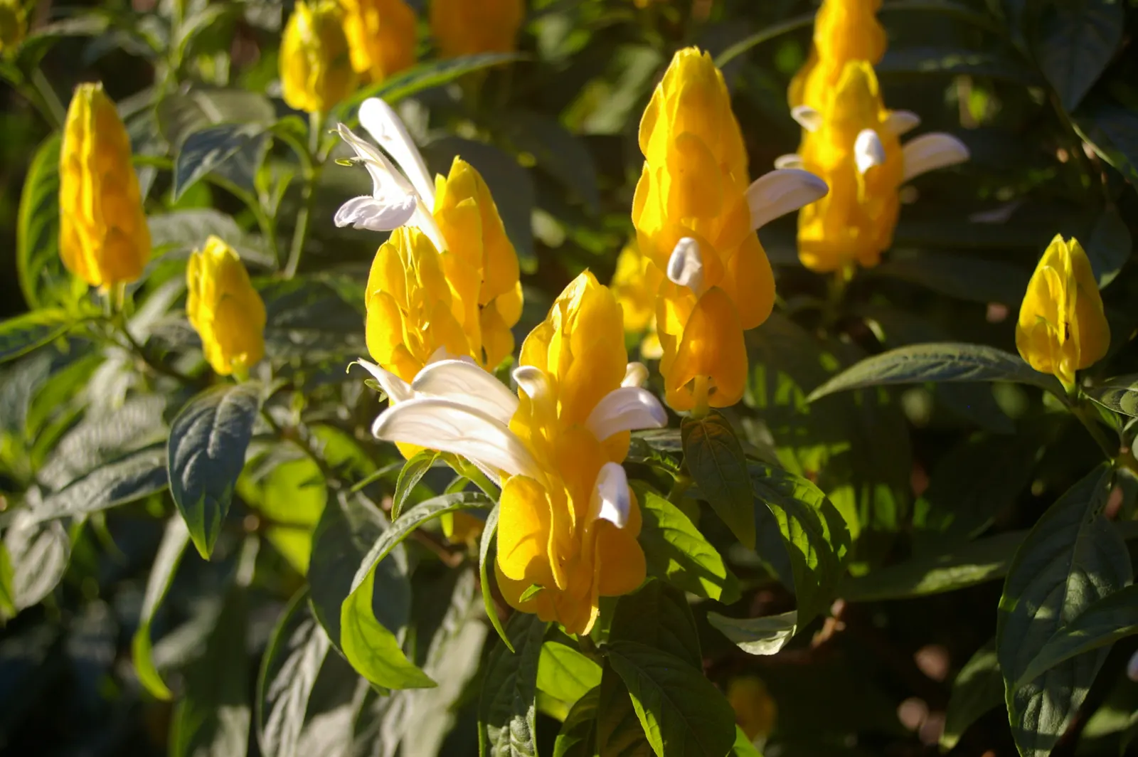 Golden Shrimp Plant (Pachystachys Lutea) — yellow flowers in the garden; scientifically known as Pachystachys lutea, image 86