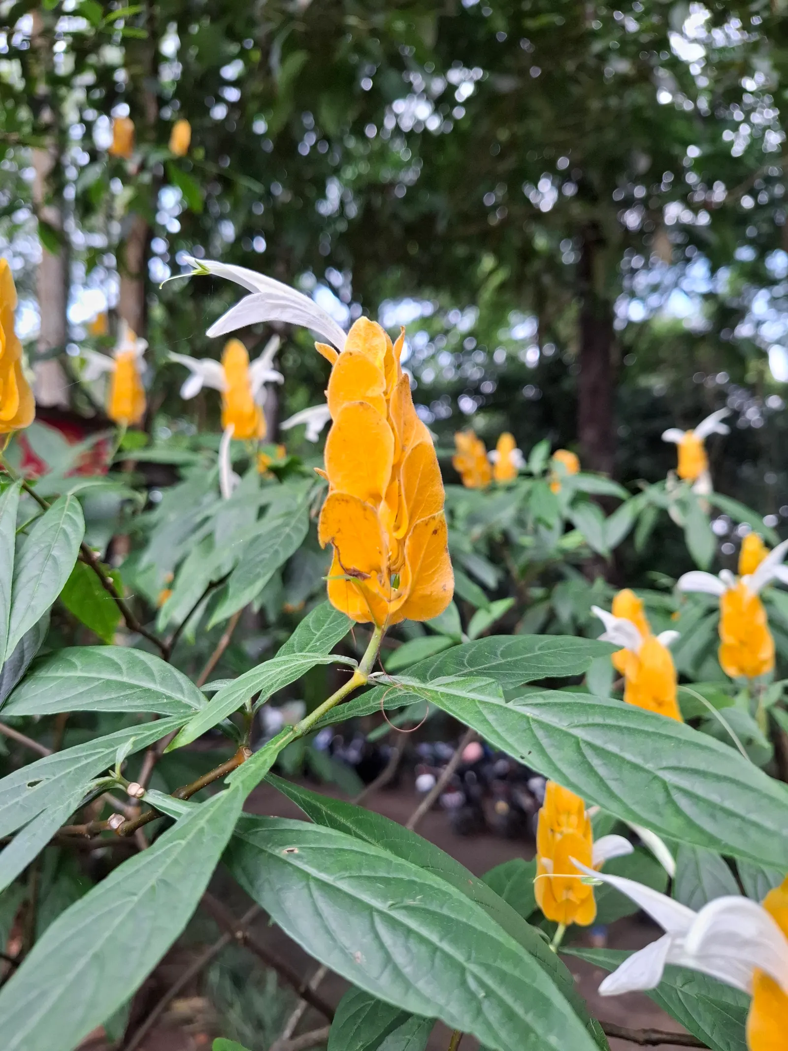Golden Shrimp Plant (Pachystachys Lutea) — Although it is not cold-hardy and will require protection or indoor overwintering in colder regions, image 85