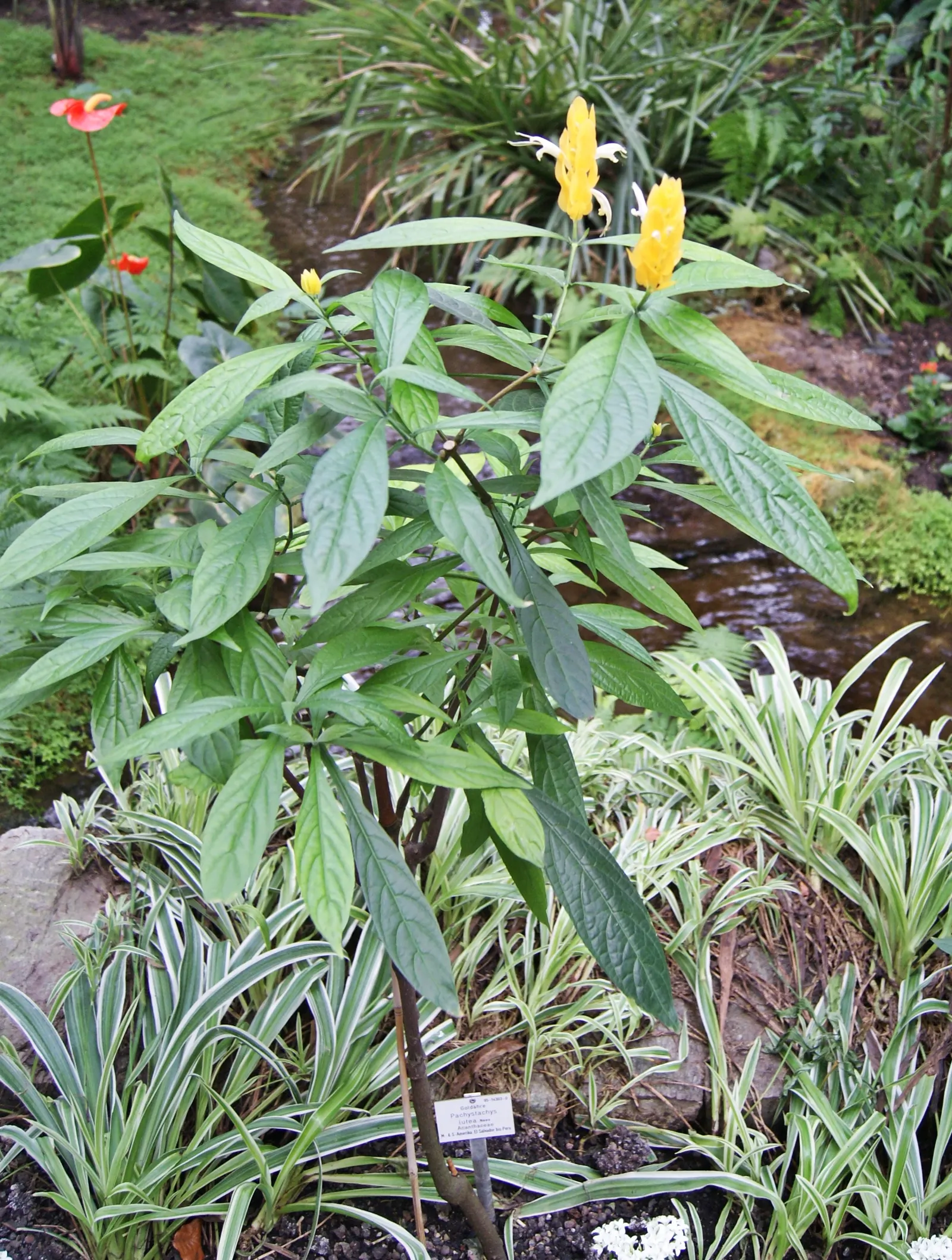 Golden Shrimp Plant (Pachystachys Lutea) — scientifically known as Pachystachys lutea; each measuring 3 to 6 inches in length, image 71