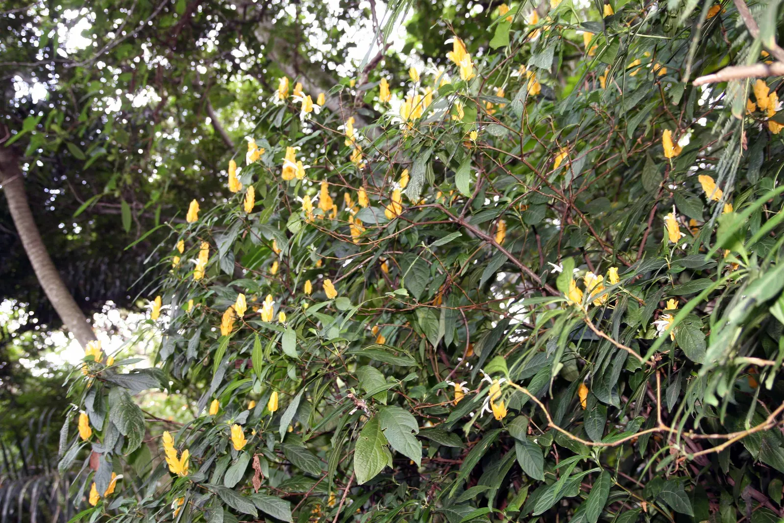 Golden Shrimp Plant (Pachystachys Lutea) — Native to the warm habitats of Peru; it thrives in partial shade, reaching 3-4 ft in height and 2-3 ft in width