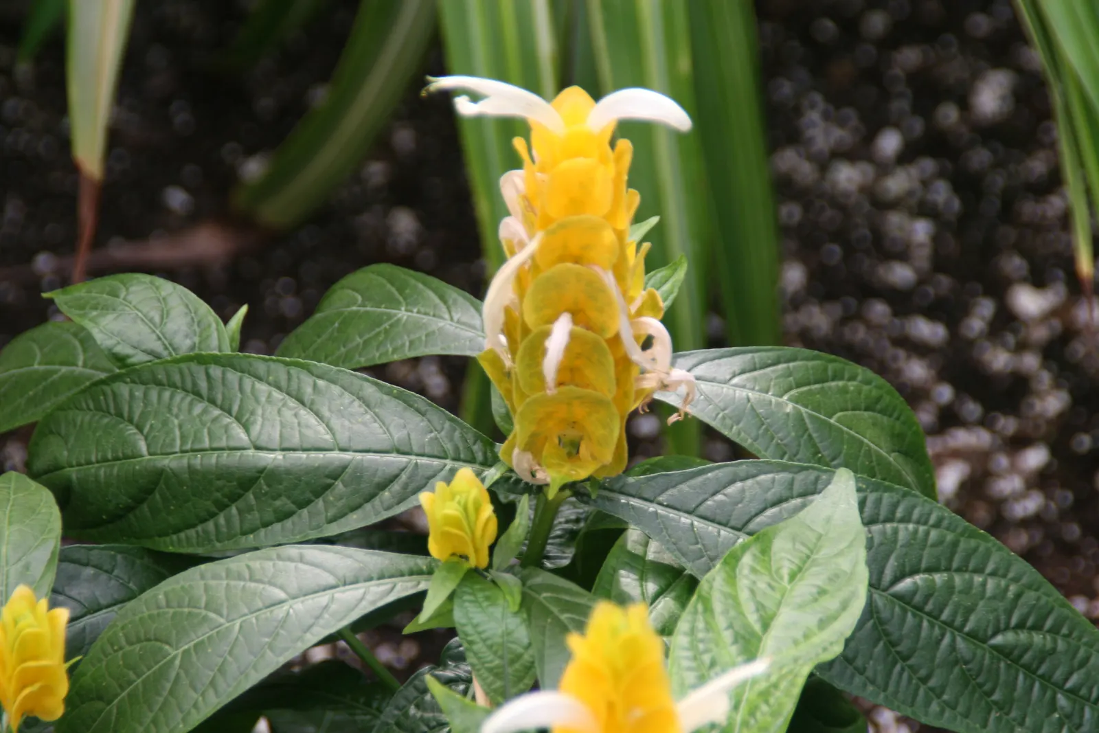 Golden Shrimp Plant (Pachystachys Lutea) — fertile soil with a regular watering schedule; is a vibrant tropical perennial that offers a unique, image 61