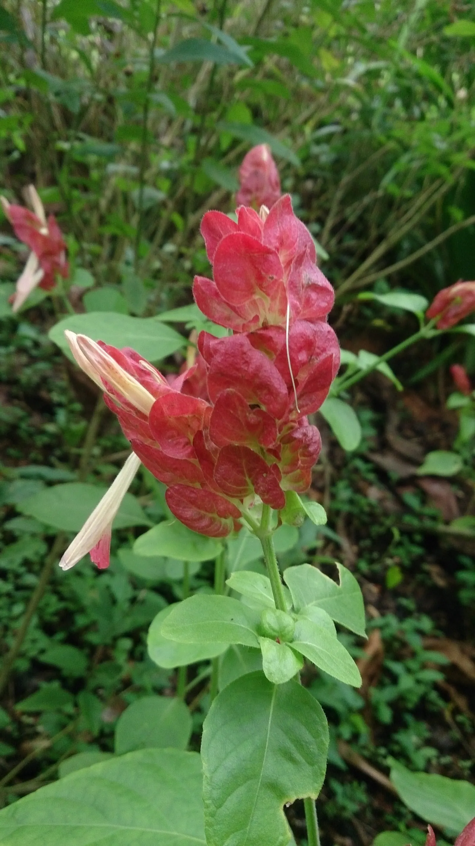 Golden Shrimp Plant (Pachystachys Lutea) — each measuring 3 to 6 inches in length; is a vibrant tropical perennial showcasing showy yellow bracts, image 98