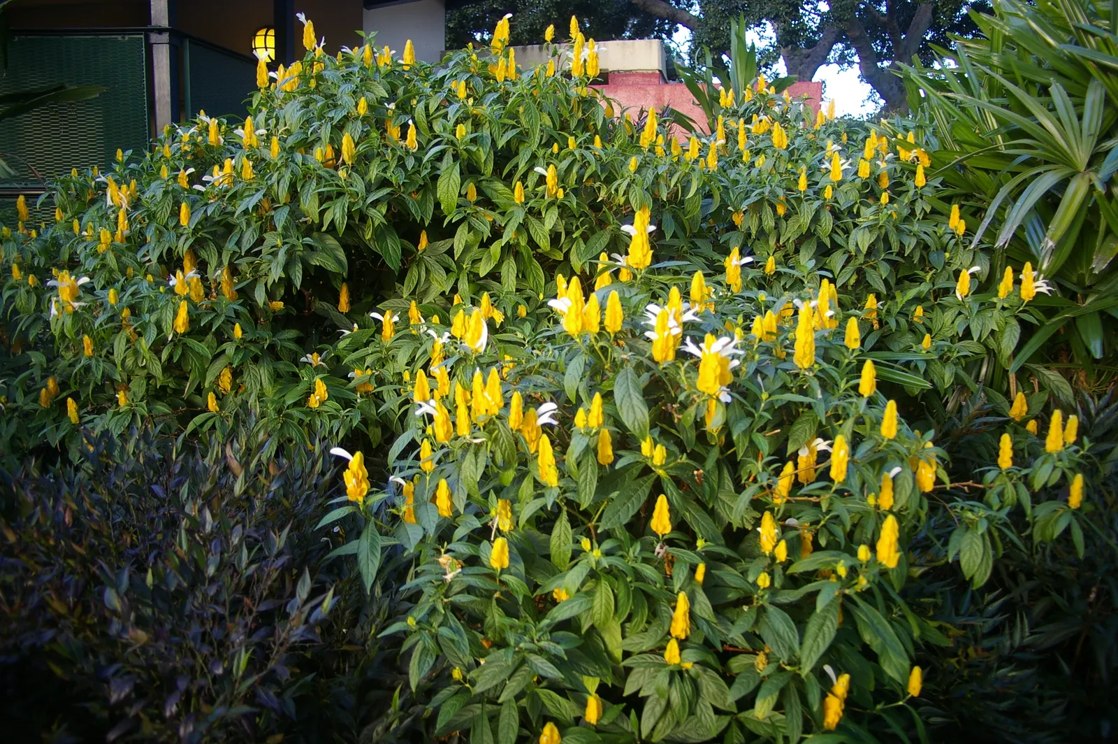 Golden Shrimp Plant (Pachystachys Lutea) — maintaining even moisture without over-saturation to avoid root rot; which resemble the shape of shrimp