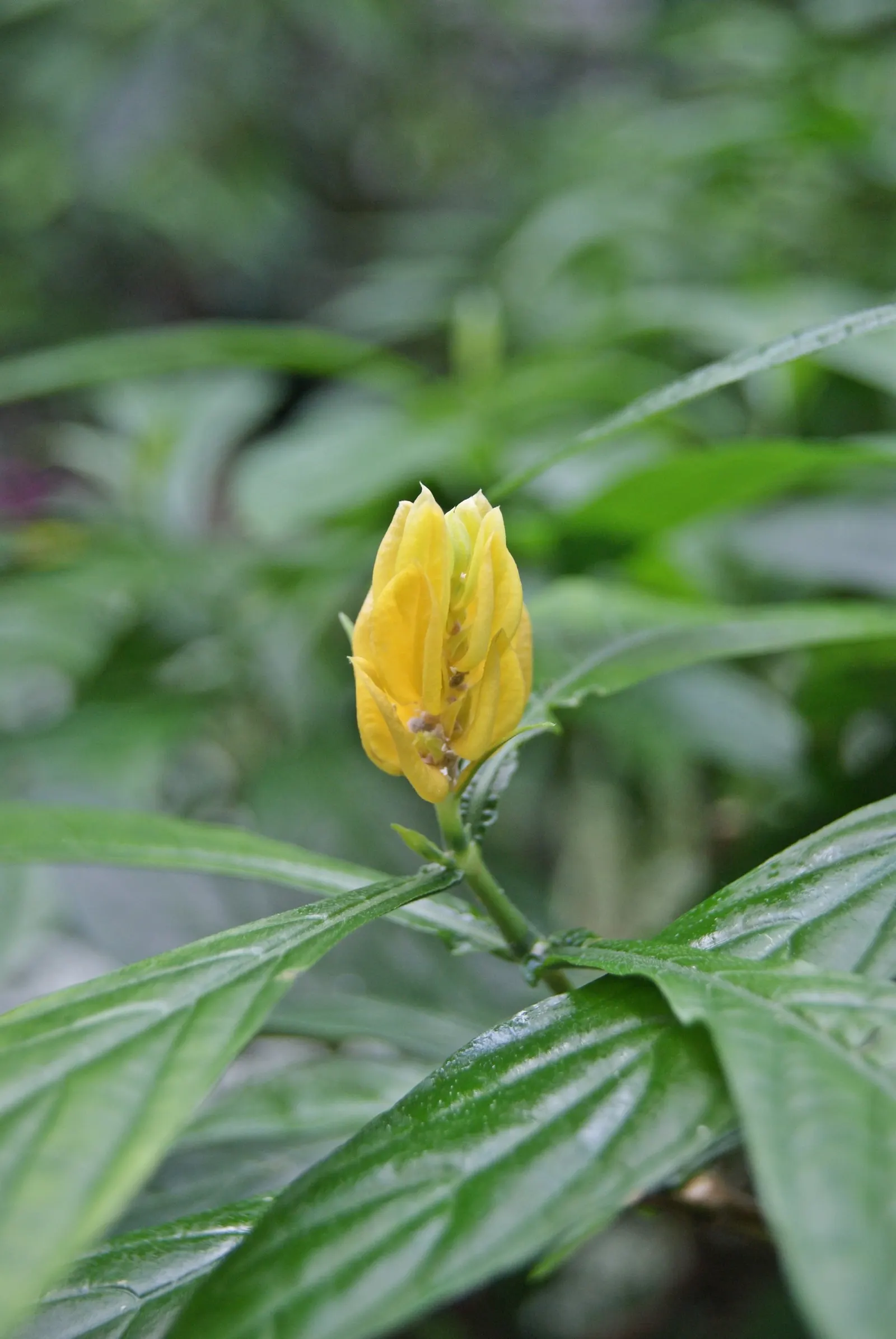 Golden Shrimp Plant (Pachystachys Lutea) — scientifically known as Pachystachys lutea; each measuring 3 to 6 inches in length, image 137