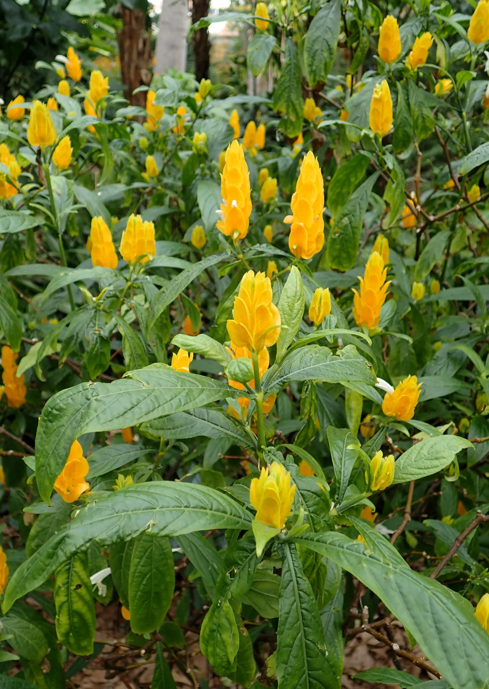 Golden Shrimp Plant (Pachystachys Lutea) — The Golden Shrimp Plant thrives in USDA Hardiness Zones 9 to 11; within these bracts, small white flowers emerge