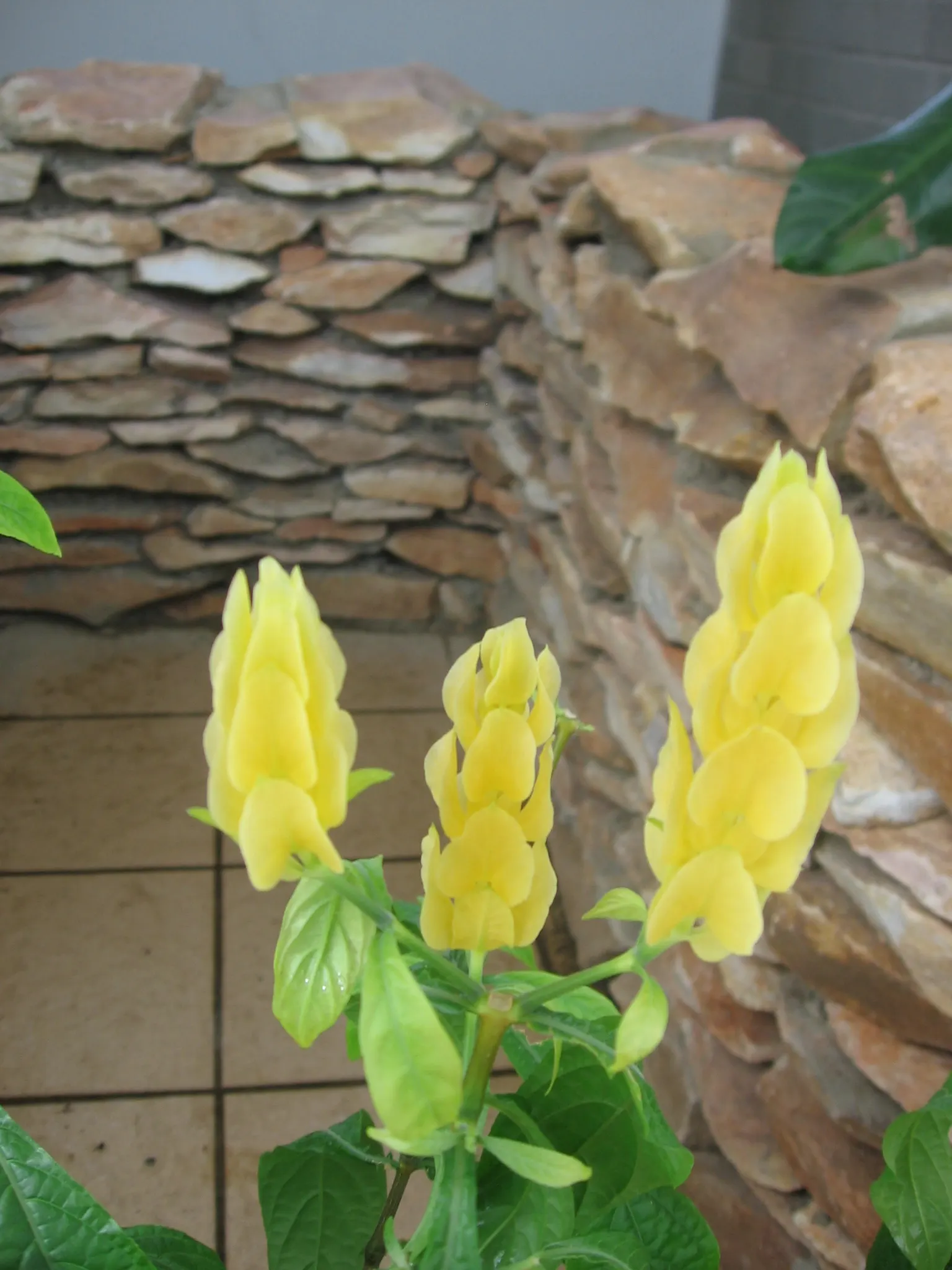 Golden Shrimp Plant (Pachystachys Lutea) — It thrives in partial shade, reaching 3-4 ft in height and 2-3 ft in width; create a lush backdrop for, image 46