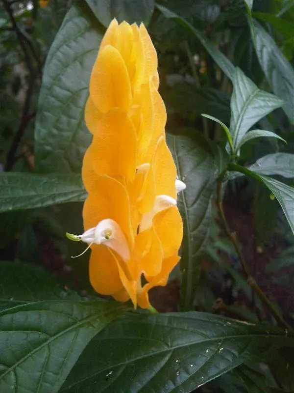 Golden Shrimp Plant (Pachystachys Lutea) — Within these bracts, small white flowers emerge, offering a delightful contrast