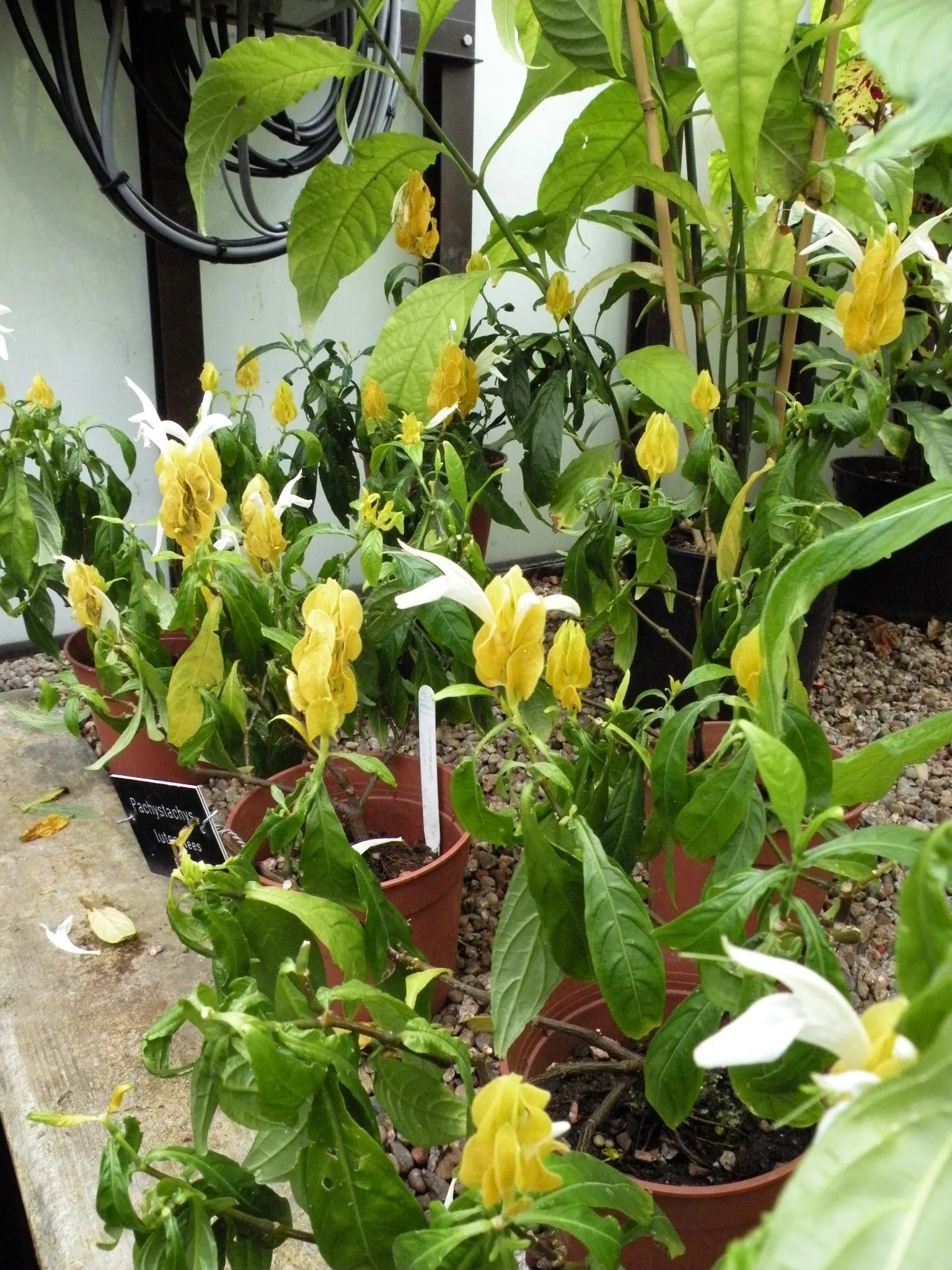 Golden Shrimp Plant (Pachystachys Lutea) — create a lush backdrop for the distinctive flowers.<br><br>Blooming primarily in the summer and fall, image 55