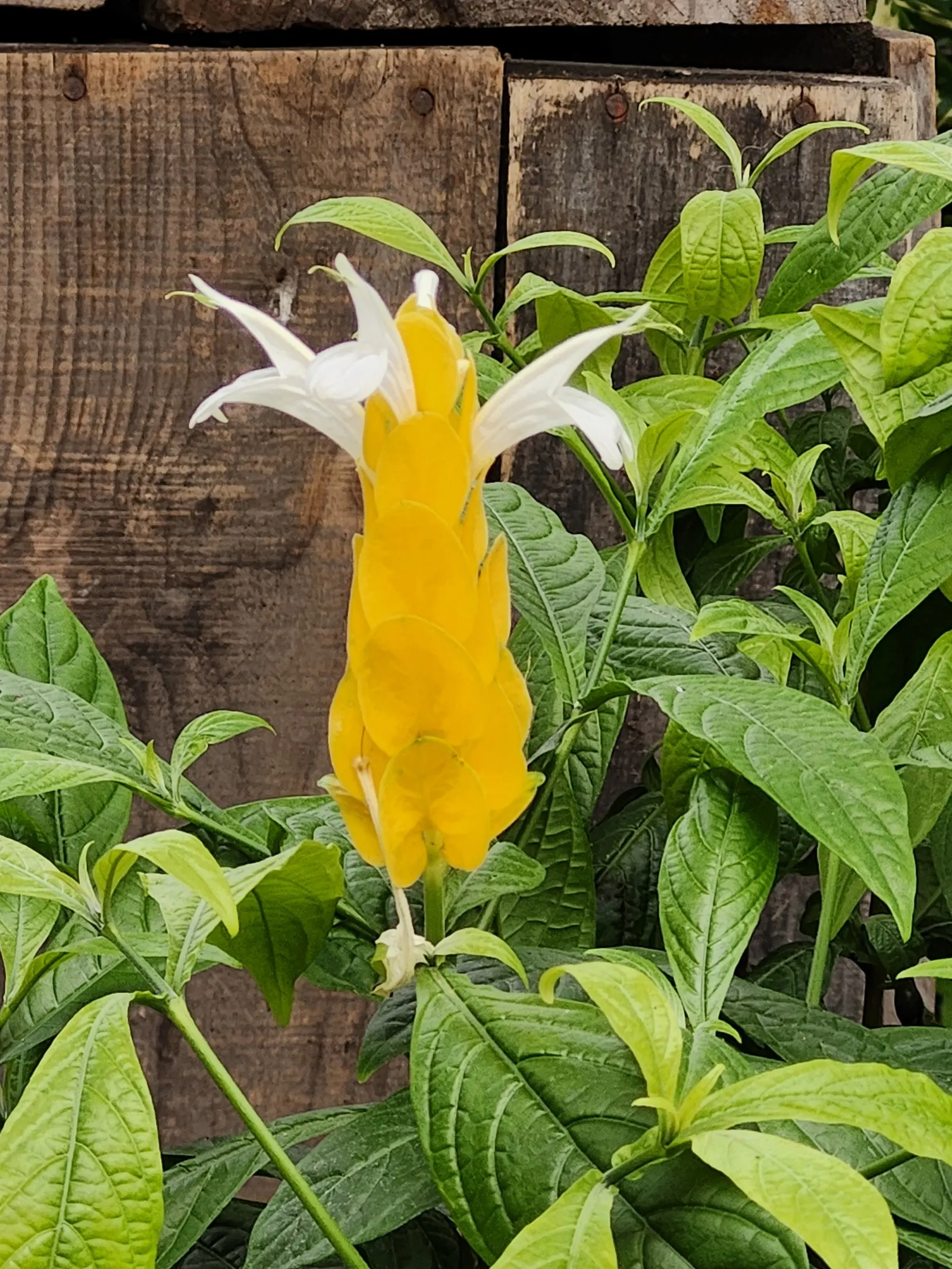 Golden Shrimp Plant (Pachystachys Lutea) — each measuring 3 to 6 inches in length; is a vibrant tropical perennial showcasing showy yellow bracts with white