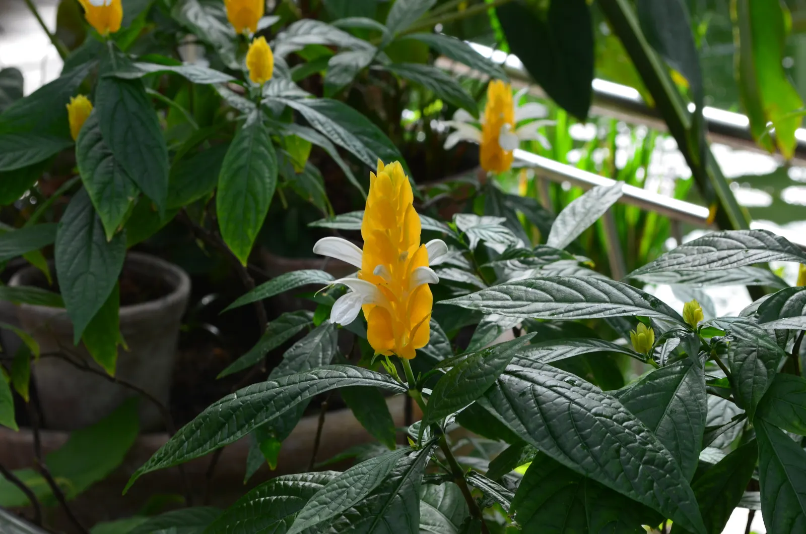 Golden Shrimp Plant (Pachystachys Lutea) — this striking plant typically reaches a mature height of 3 to 4 feet with a spread of 2 to 3 feet; its, image 118
