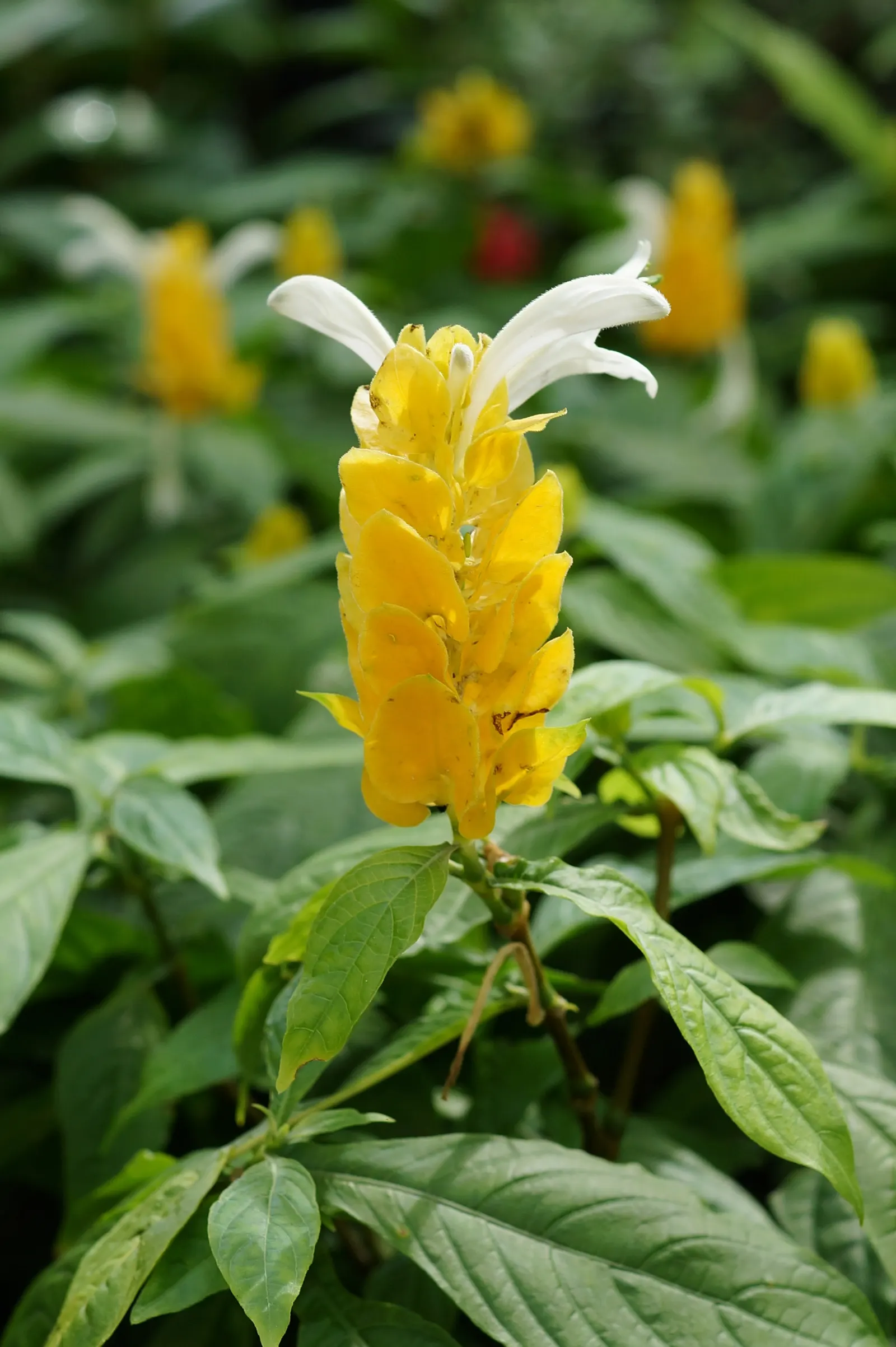 Golden Shrimp Plant (Pachystachys Lutea) — which resemble the shape of shrimp; shrub for full or half, image 57
