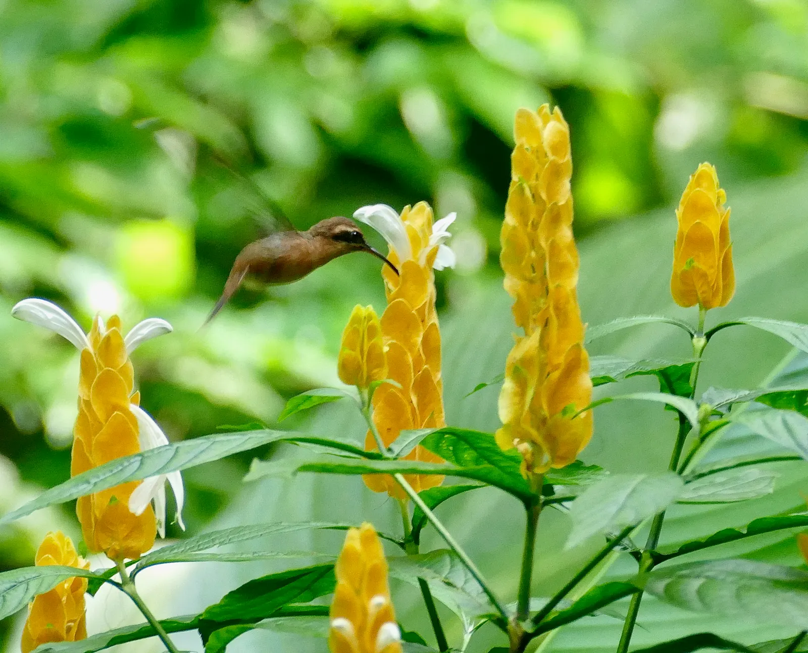 Golden Shrimp Plant (Pachystachys Lutea) — each measuring 3 to 6 inches in length