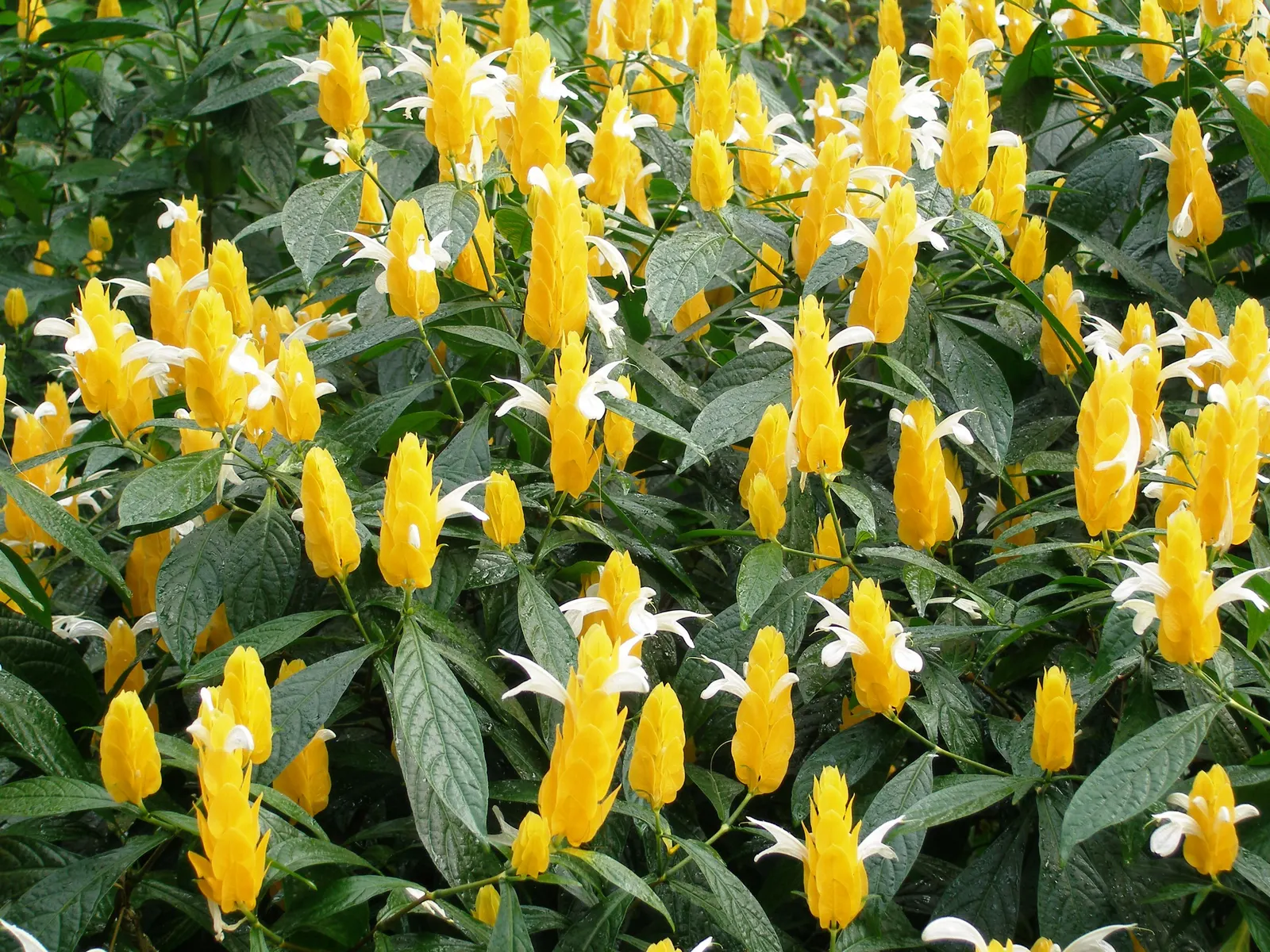 Golden Shrimp Plant (Pachystachys Lutea) — maintaining even moisture without over-saturation to avoid root rot; which resemble the shape of shrimp, image 62