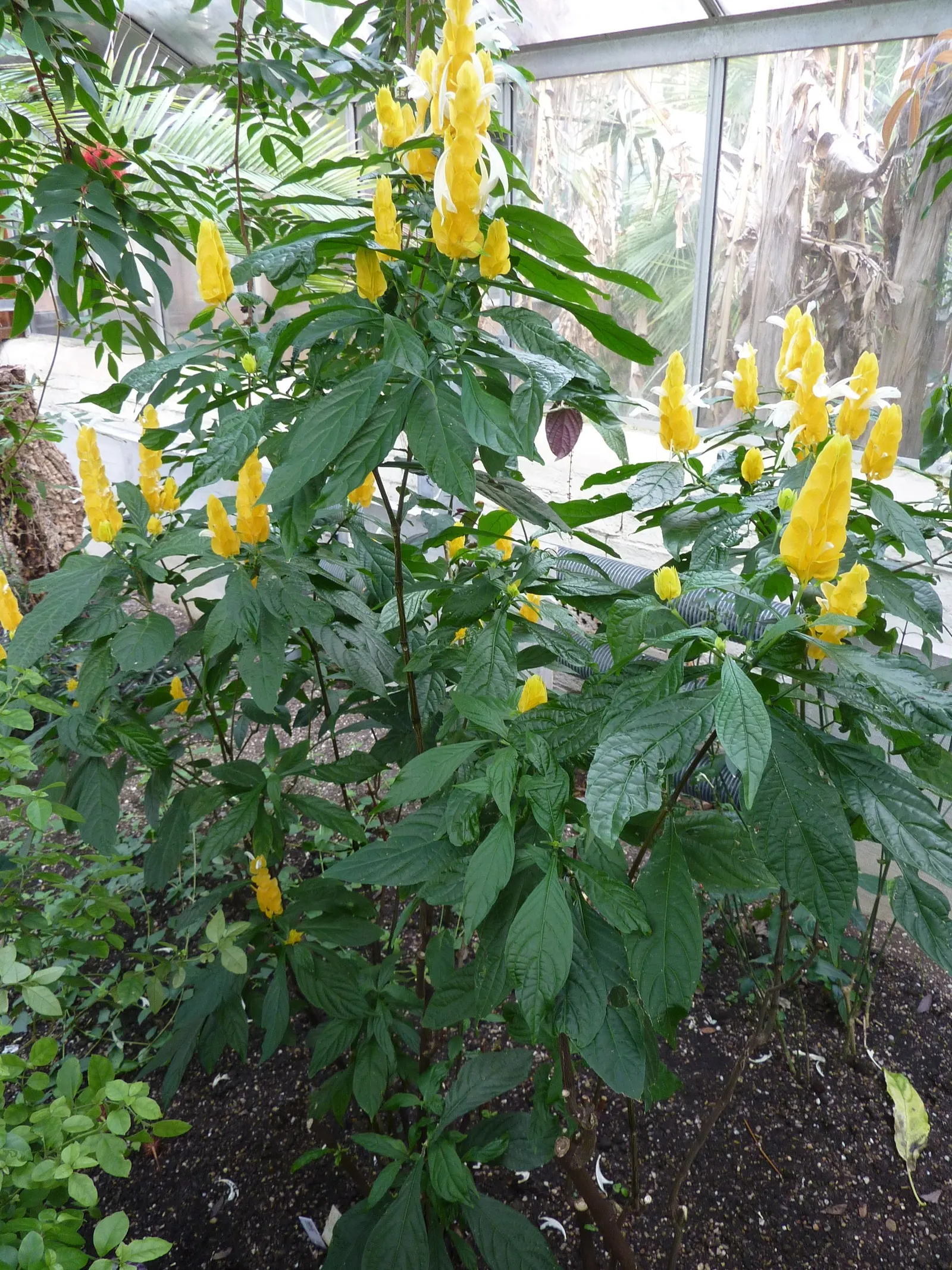 Golden Shrimp Plant (Pachystachys Lutea) — It thrives in partial shade, reaching 3-4 ft in height and 2-3 ft in width