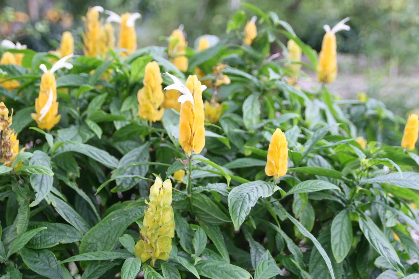 Golden Shrimp Plant (Pachystachys Lutea) — Within these bracts, small white flowers emerge, offering a delightful contrast; native to the warm, image 146