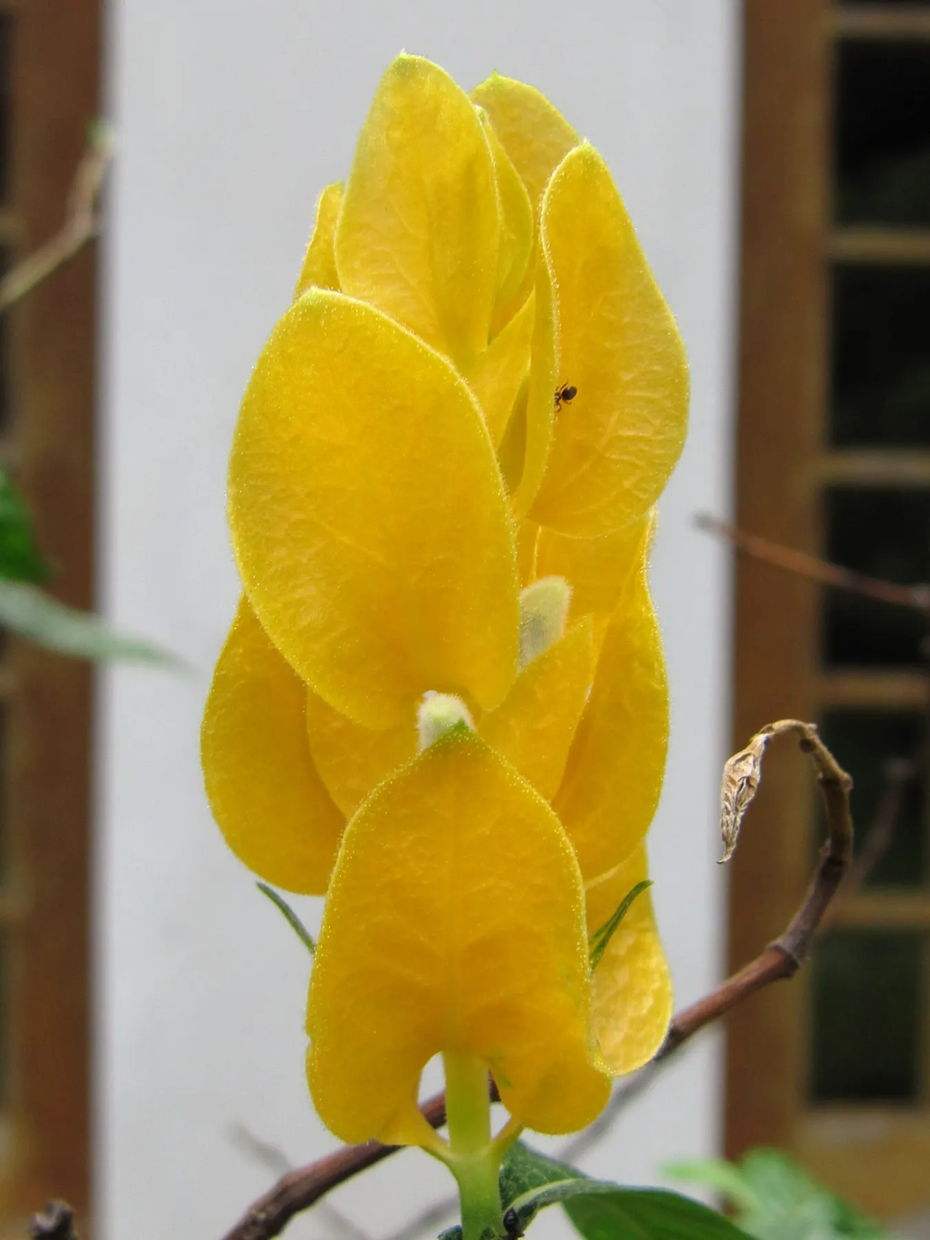 Golden Shrimp Plant (Pachystachys Lutea) — create a lush backdrop for the distinctive flowers.<br><br>Blooming primarily in the summer and fall, image 77