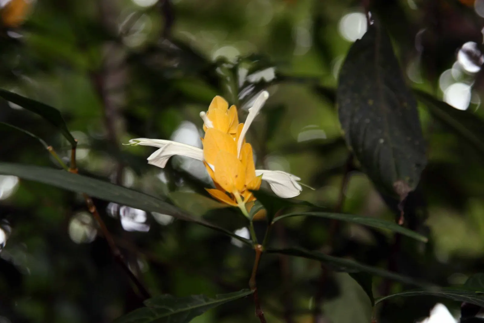 Golden Shrimp Plant (Pachystachys Lutea) — is a vibrant tropical perennial showcasing showy yellow bracts with white flowers; ideal for borders or, image 45