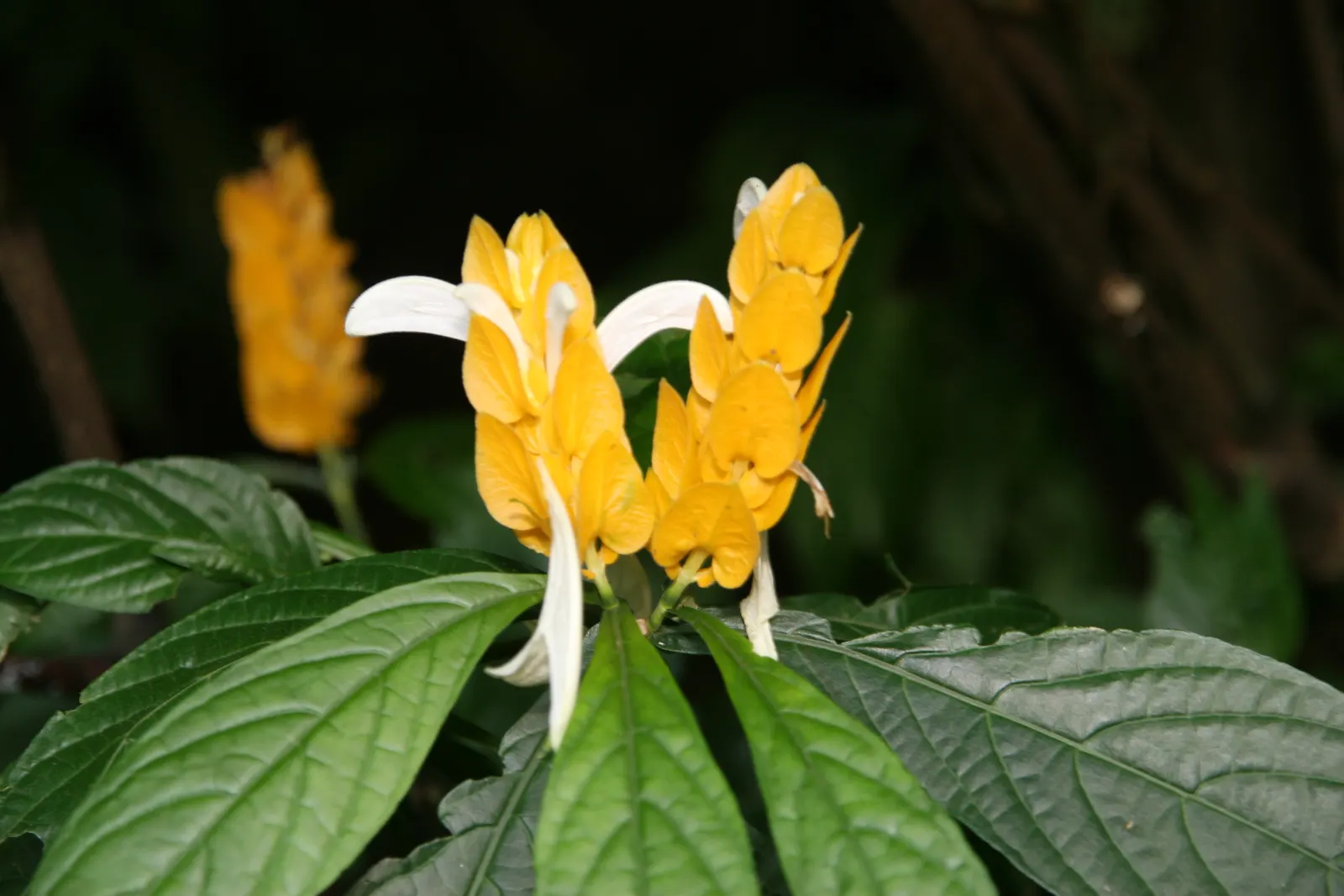 Golden Shrimp Plant (Pachystachys Lutea) — Its upright growth habit and lance-shaped; preferring partial shade but can tolerate full sun in cooler, image 141