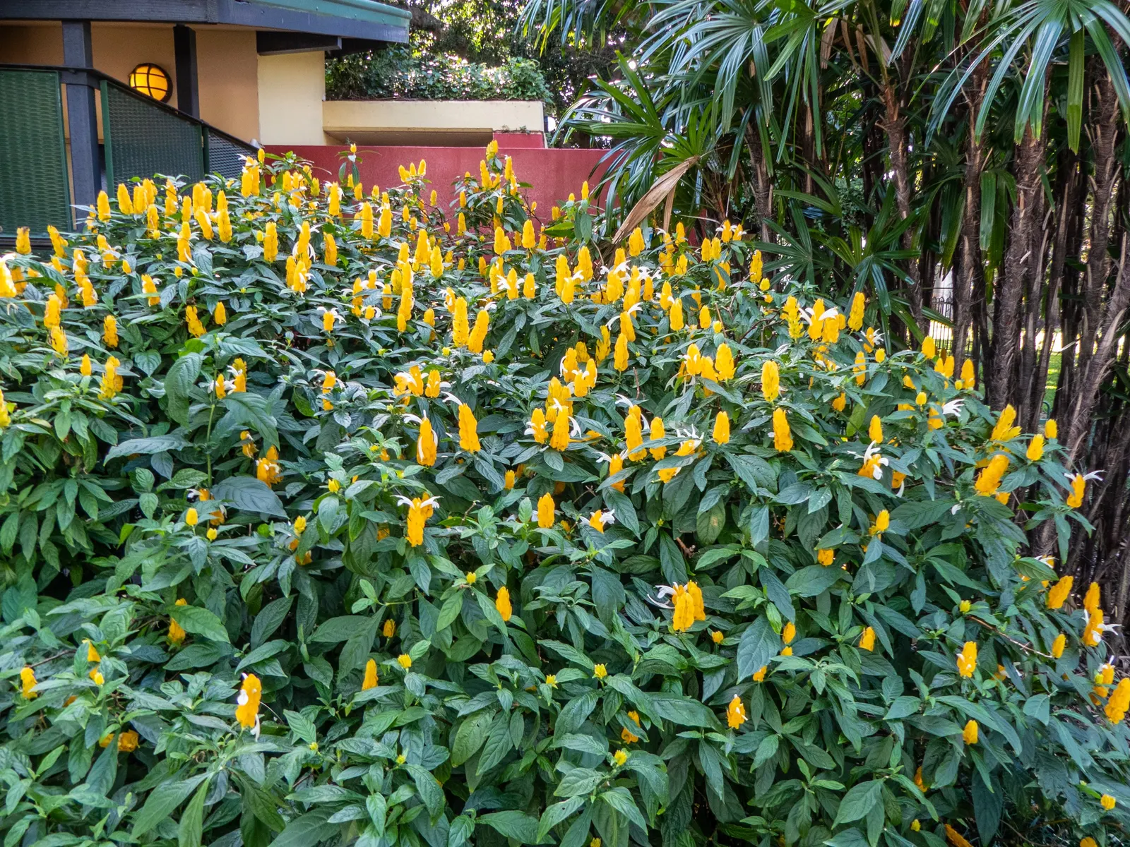 Golden Shrimp Plant (Pachystachys Lutea) — yellow flowers in the garden