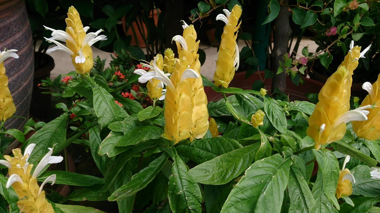 Golden Shrimp Plant (Pachystachys Lutea) — It thrives in partial shade, reaching 3-4 ft in height and 2-3 ft in width; create a lush backdrop for, image 68