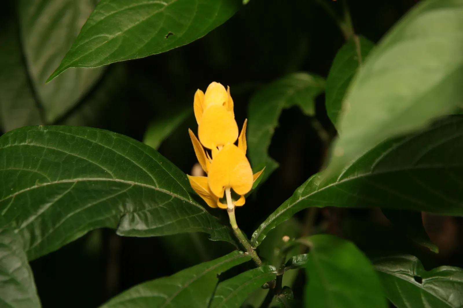 Golden Shrimp Plant (Pachystachys Lutea) — Native to the warm habitats of Peru