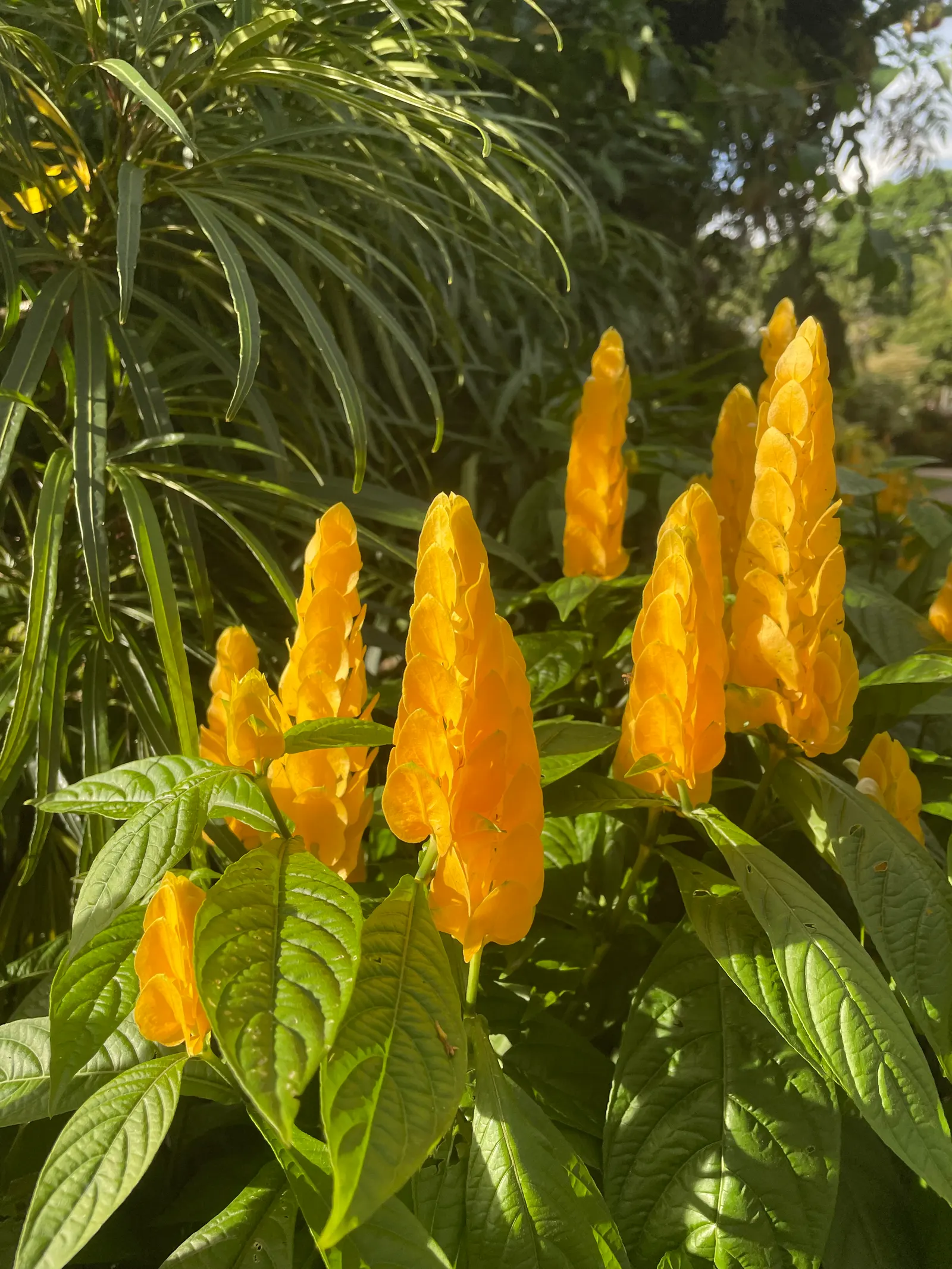 Golden Shrimp Plant (Pachystachys Lutea) — is a vibrant tropical perennial that offers a unique aesthetic appeal to any landscape design; fertile, image 72