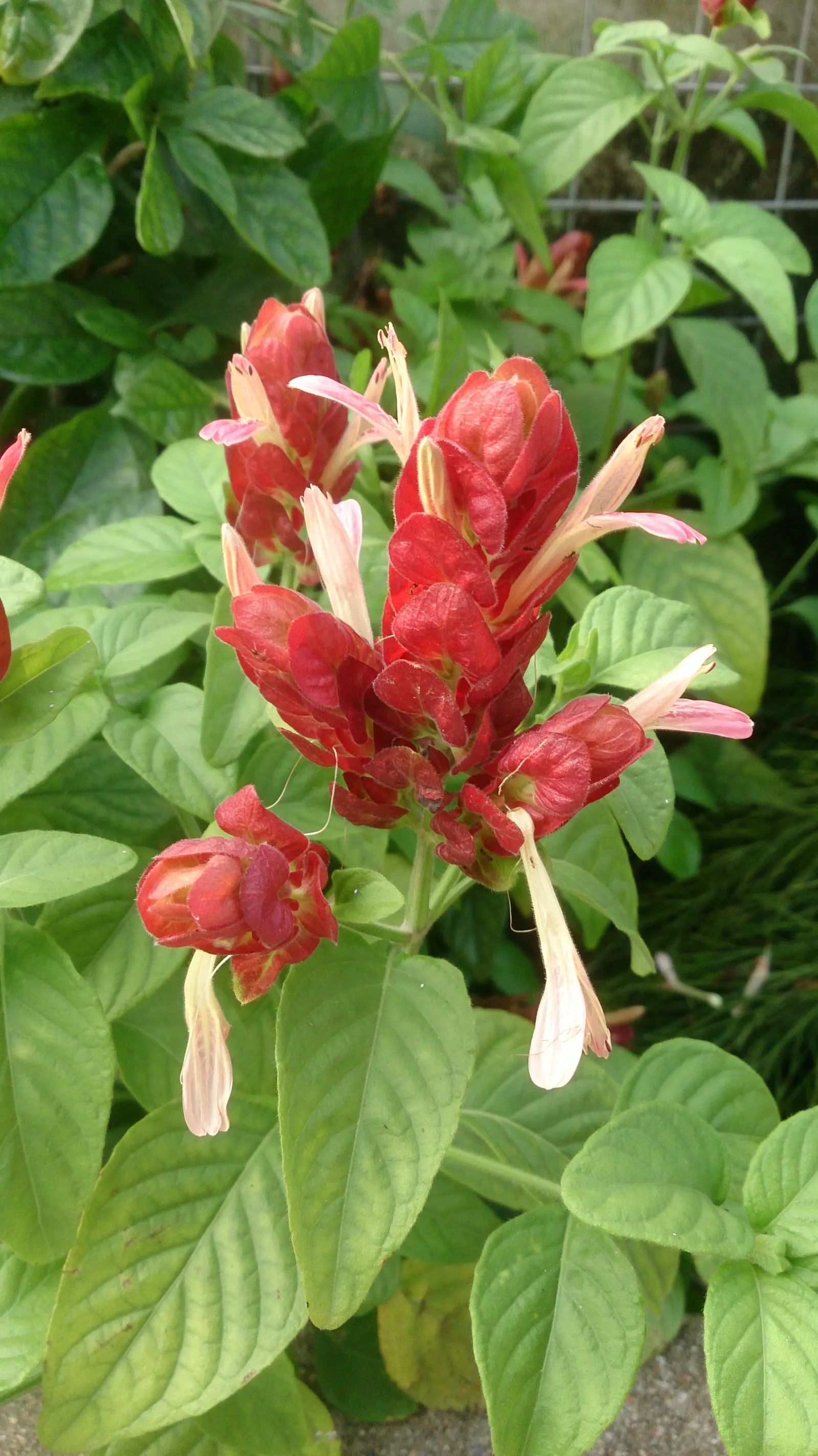 Golden Shrimp Plant (Pachystachys Lutea) — The Golden Shrimp Plant thrives in USDA Hardiness Zones 9 to 11; within these bracts, small white, image 103