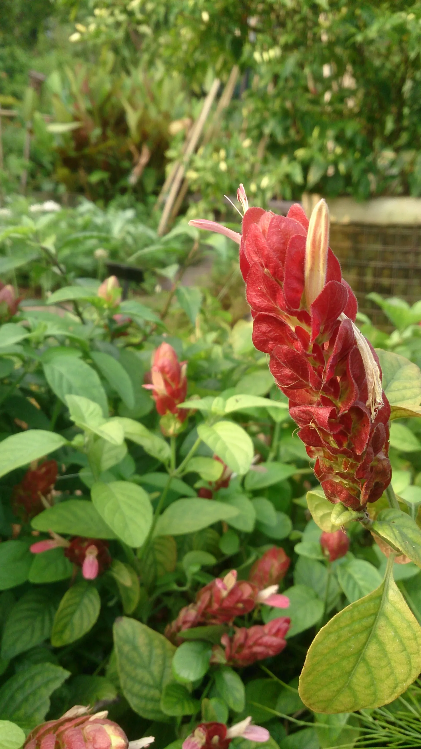 Golden Shrimp Plant (Pachystachys Lutea) — It thrives in partial shade, reaching 3-4 ft in height and 2-3 ft in width; create a lush backdrop for, image 112
