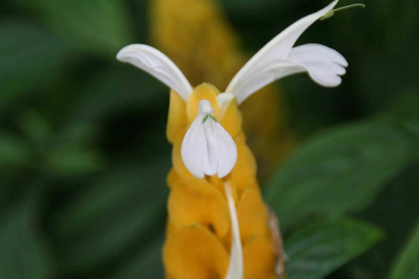 Golden Shrimp Plant (Pachystachys Lutea) — Native to the warm habitats of Peru; it thrives in partial shade, reaching 3-4 ft in height and 2-3 ft, image 95