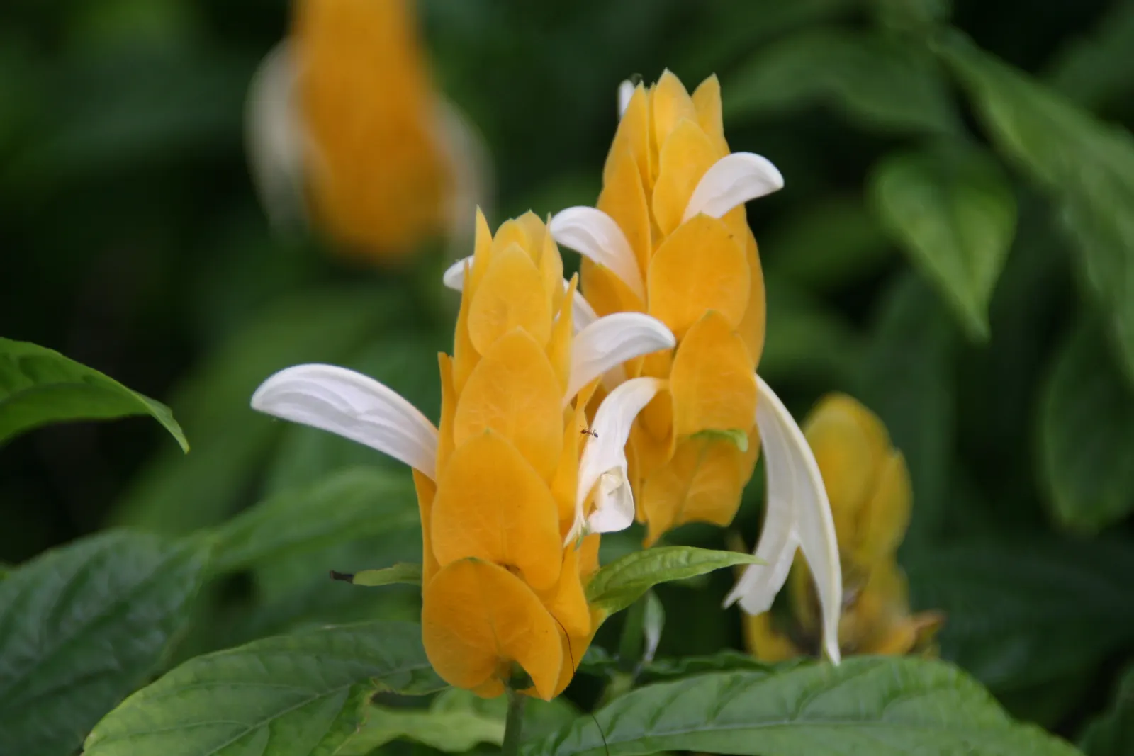 Golden Shrimp Plant (Pachystachys Lutea) — shrub with yellow blooms; the plant presents showy flower spikes adorned with bright golden-yellow bracts, image 131