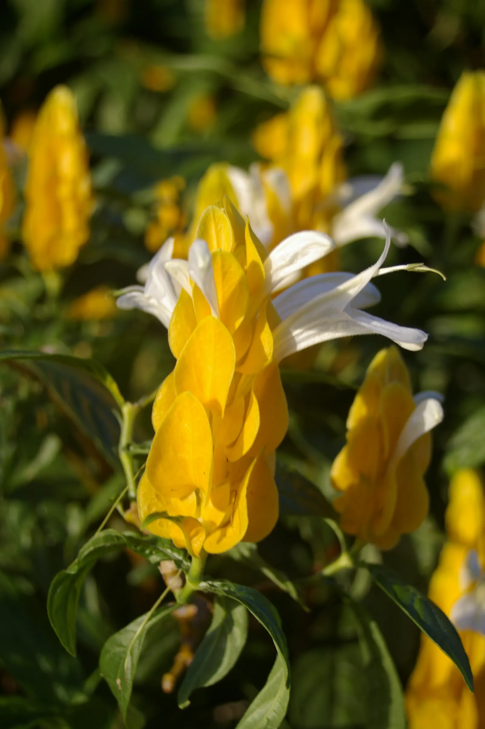 Golden Shrimp Plant (Pachystachys Lutea) — scientifically known as Pachystachys lutea
