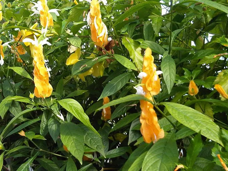 Golden Shrimp Plant (Pachystachys Lutea) — shrub for full or half; although it is not cold-hardy and will require protection or indoor, image 66