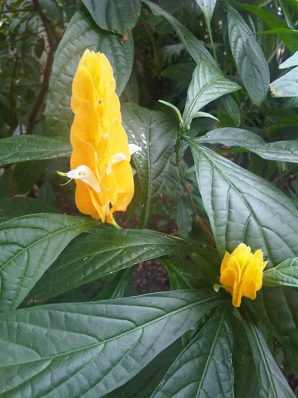 Golden Shrimp Plant (Pachystachys Lutea) — create a lush backdrop for the distinctive flowers.<br><br>Blooming primarily in the summer and fall, image 99