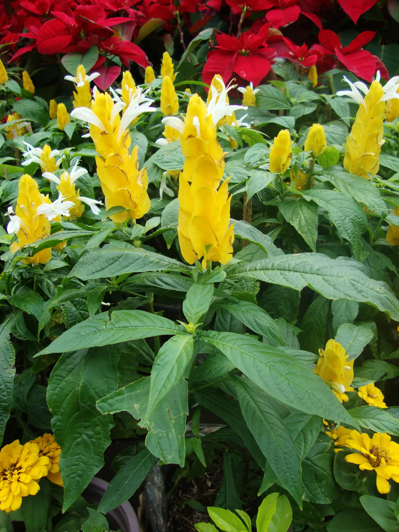 Golden Shrimp Plant (Pachystachys Lutea) — maintaining even moisture without over-saturation to avoid root rot; which resemble the shape of shrimp, image 128