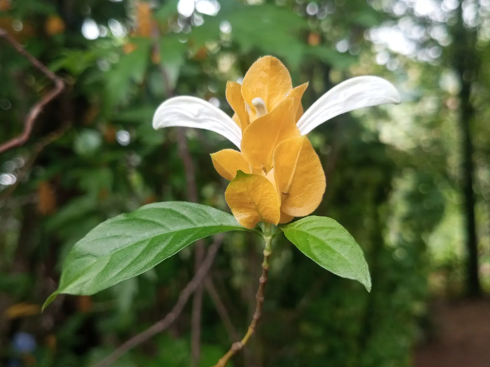 Golden Shrimp Plant (Pachystachys Lutea) — The Golden Shrimp Plant thrives in USDA Hardiness Zones 9 to 11; within these bracts, small white, image 147