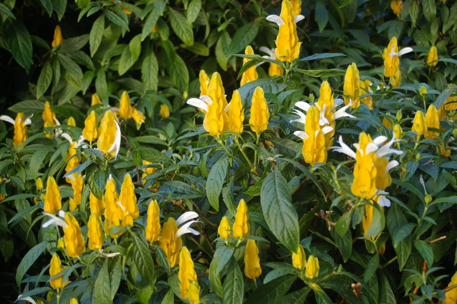Golden Shrimp Plant (Pachystachys Lutea) — each measuring 3 to 6 inches in length; is a vibrant tropical perennial showcasing showy yellow bracts, image 142