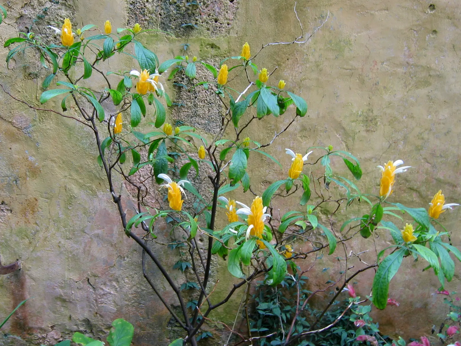 Golden Shrimp Plant (Pachystachys Lutea) — the plant presents showy flower spikes adorned with bright golden-yellow bracts