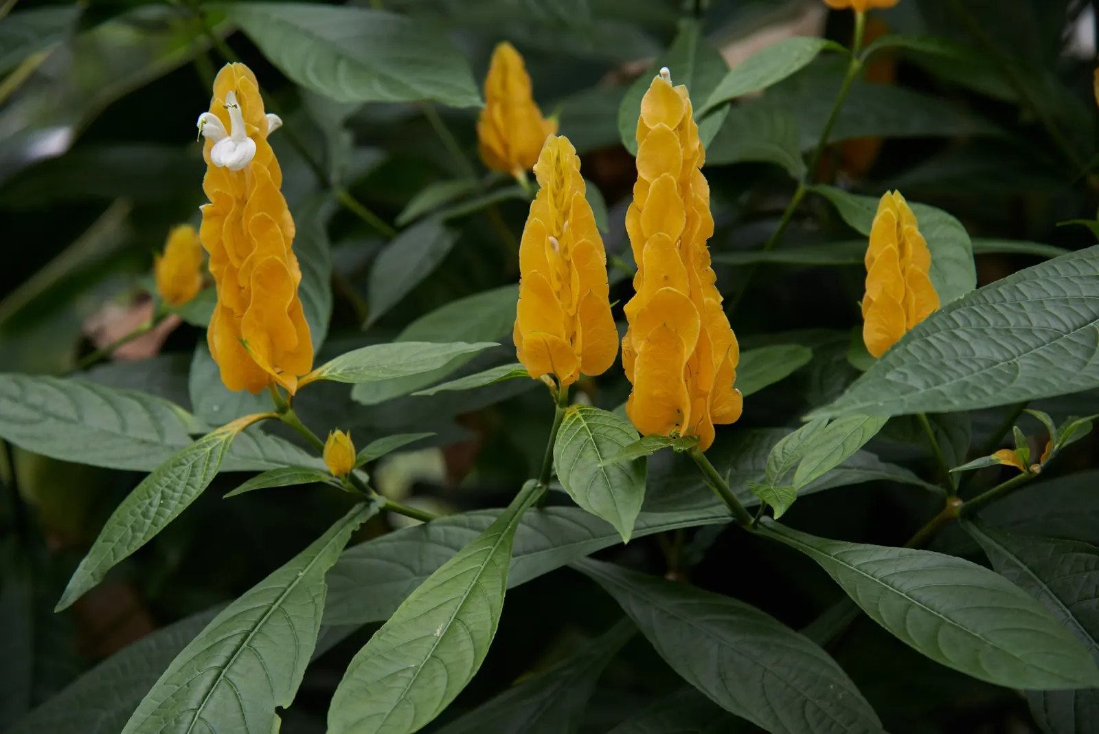 Golden Shrimp Plant (Pachystachys Lutea) — shrub for full or half; although it is not cold-hardy and will require protection or indoor overwintering in colder