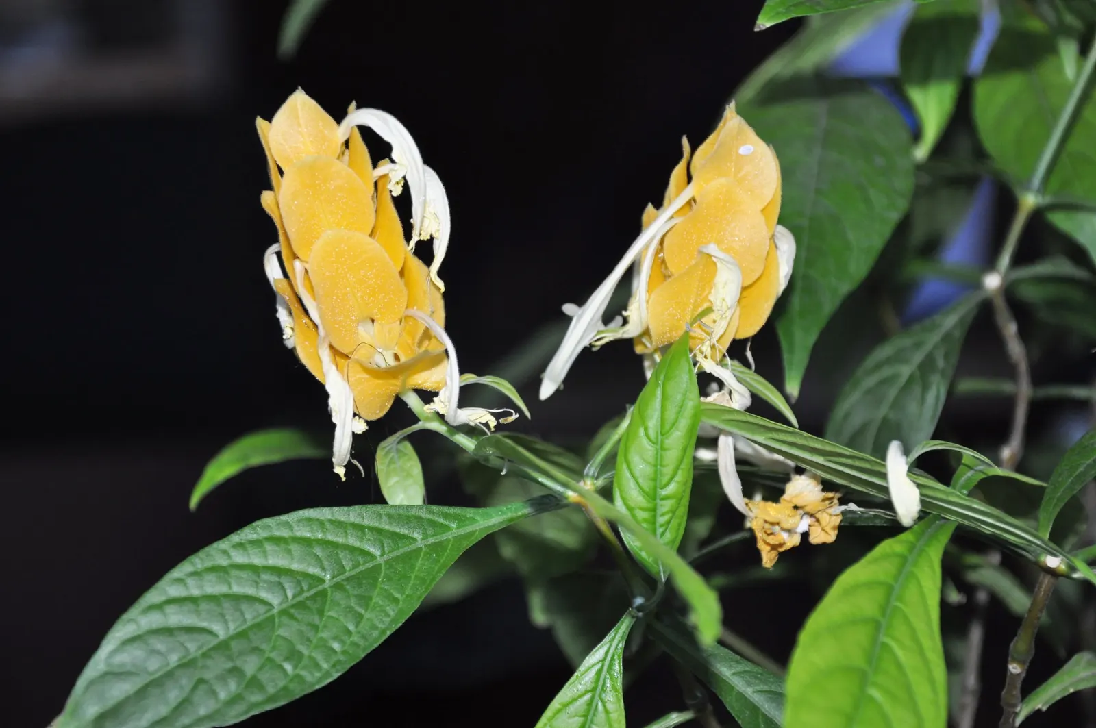 Golden Shrimp Plant (Pachystachys Lutea) — is a vibrant tropical perennial that offers a unique aesthetic appeal to any landscape design