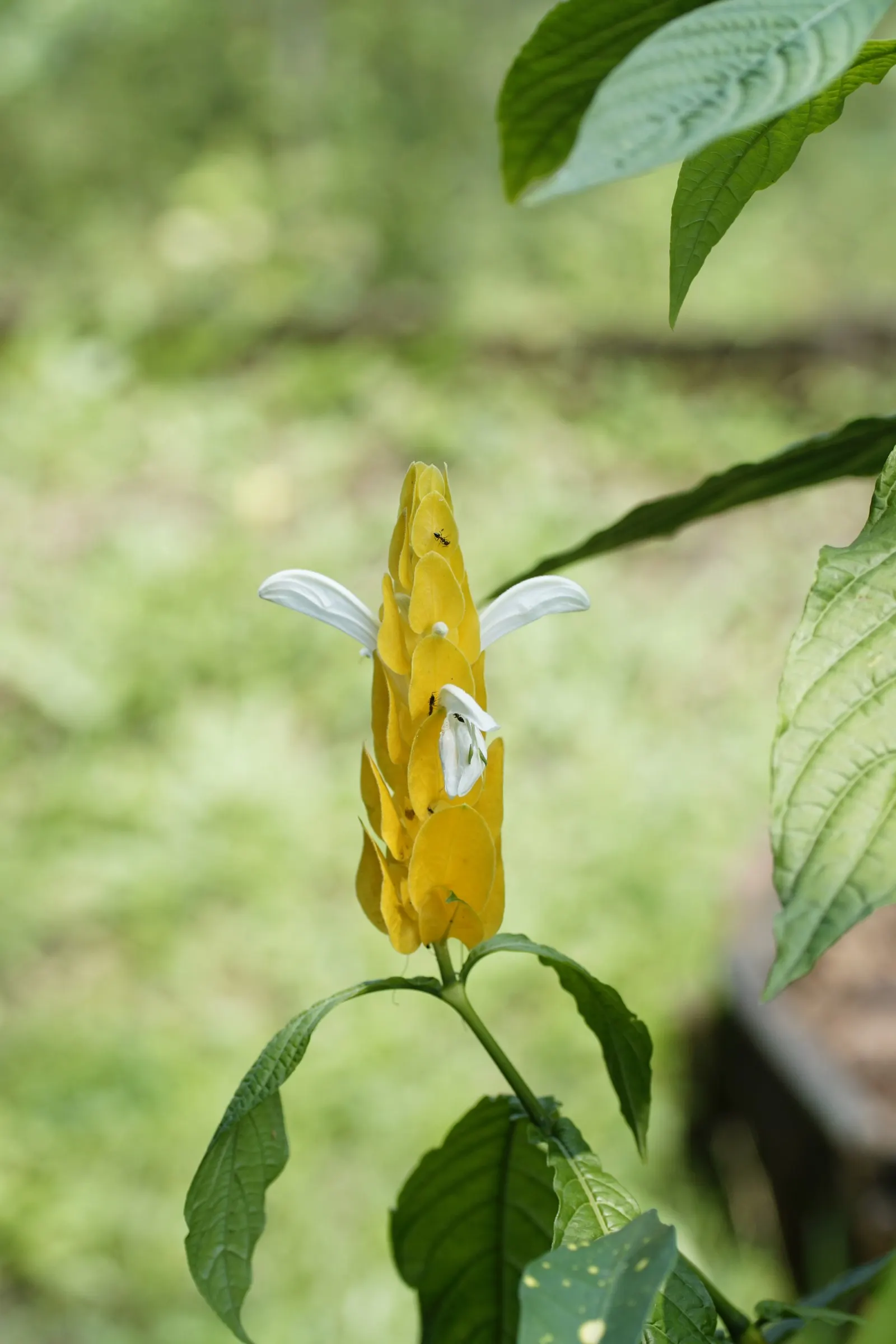 Golden Shrimp Plant (Pachystachys Lutea) — this striking plant typically reaches a mature height of 3 to 4 feet with a spread of 2 to 3 feet; its, image 96