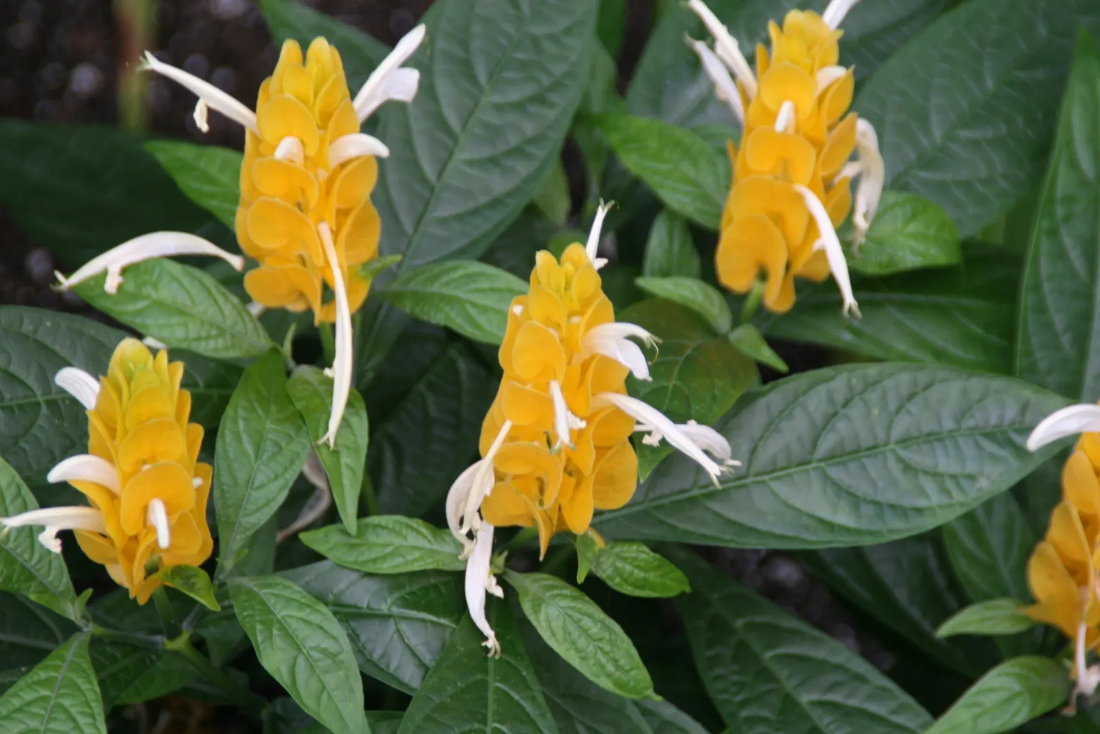 Golden Shrimp Plant (Pachystachys Lutea) — Its upright growth habit and lance-shaped; preferring partial shade but can tolerate full sun in cooler, image 53