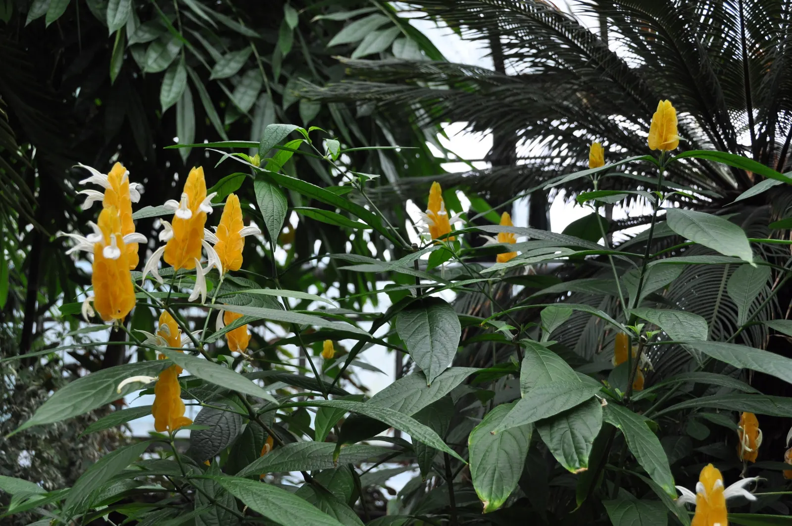 Golden Shrimp Plant (Pachystachys Lutea) — Ideal for borders or as a specimen plant, it offers striking texture and color to any landscape design, image 92