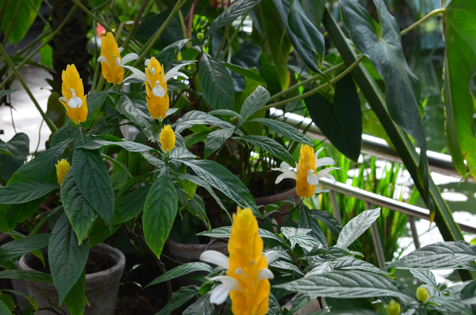 Golden Shrimp Plant (Pachystachys Lutea) — which resemble the shape of shrimp; shrub for full or half, image 123